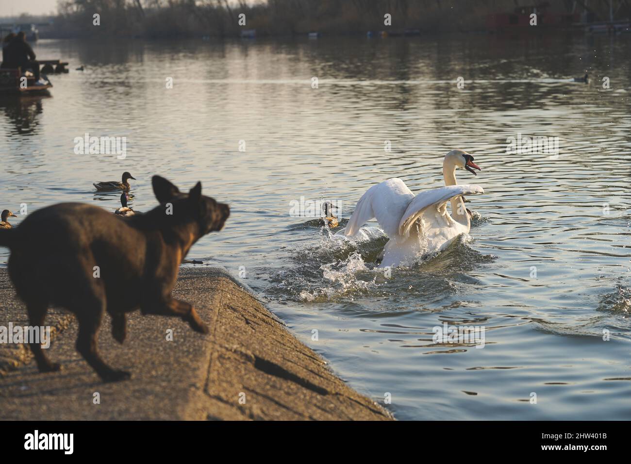 Birds on the river? I won't allow it. Pancevo, Serbia 3rd Mar, 2022. Dog guards the walkway along the river. Credit: Marta Prelic Stock Photo