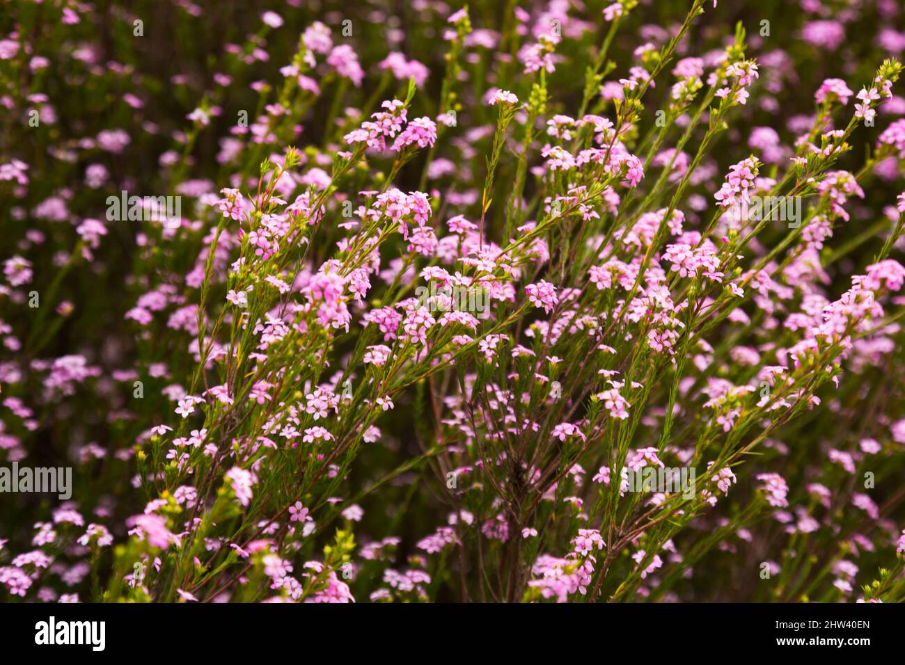 coleonema pulchellum blossom Stock Photo