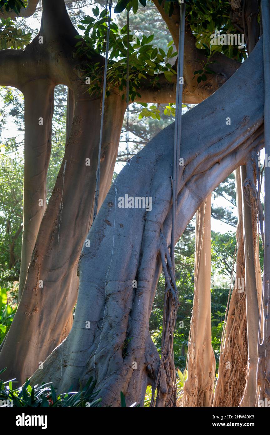 Giant ficus tree with hanging air roots in botanical garden on Tenerife ...