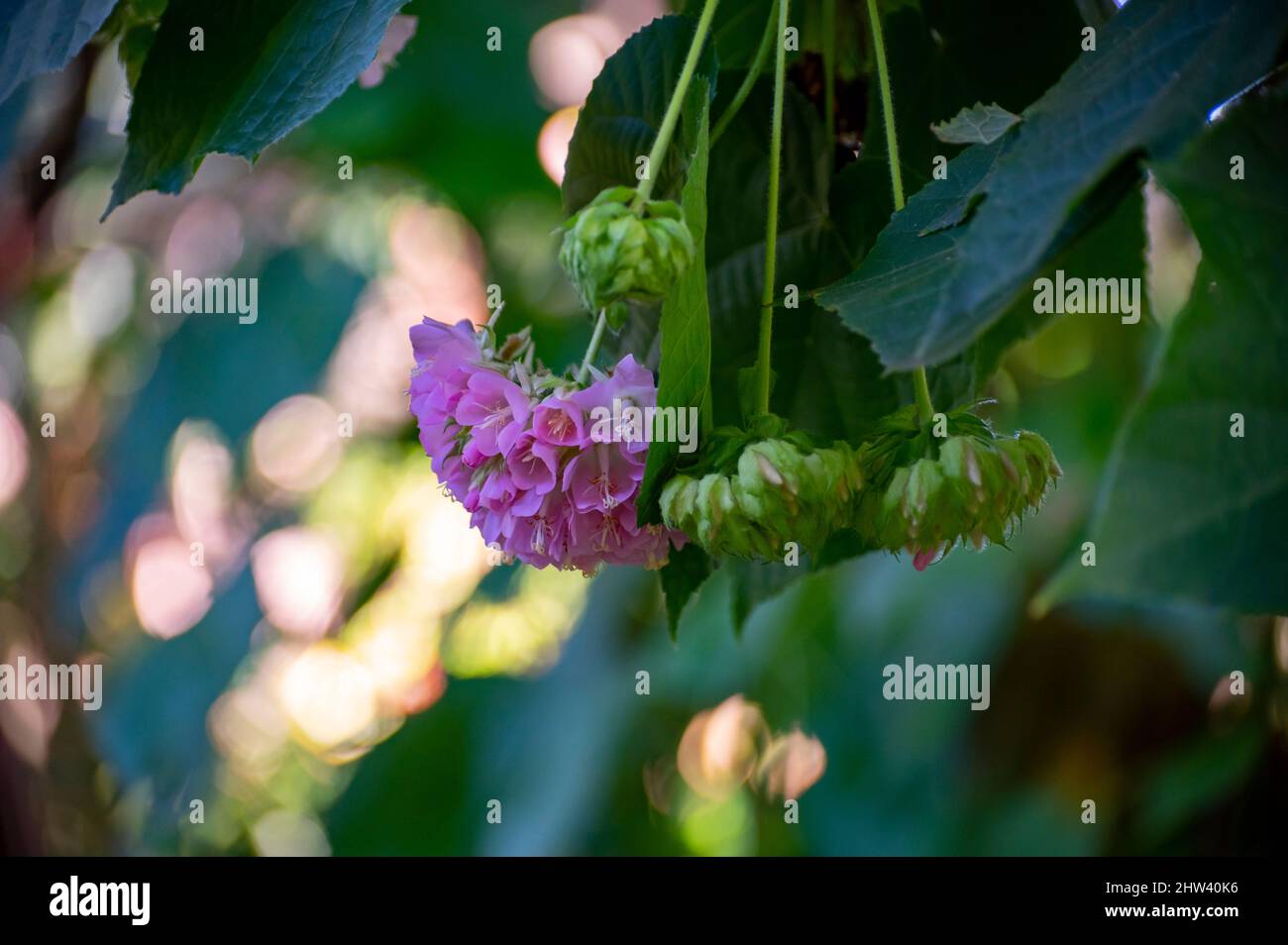 Pink snowballs of blossoming dombeya x cayeuxii tropical tree close up Stock Photo