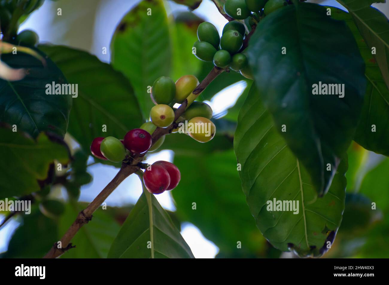 Arabica coffee tree with ripening coffee cherries berries on plantation