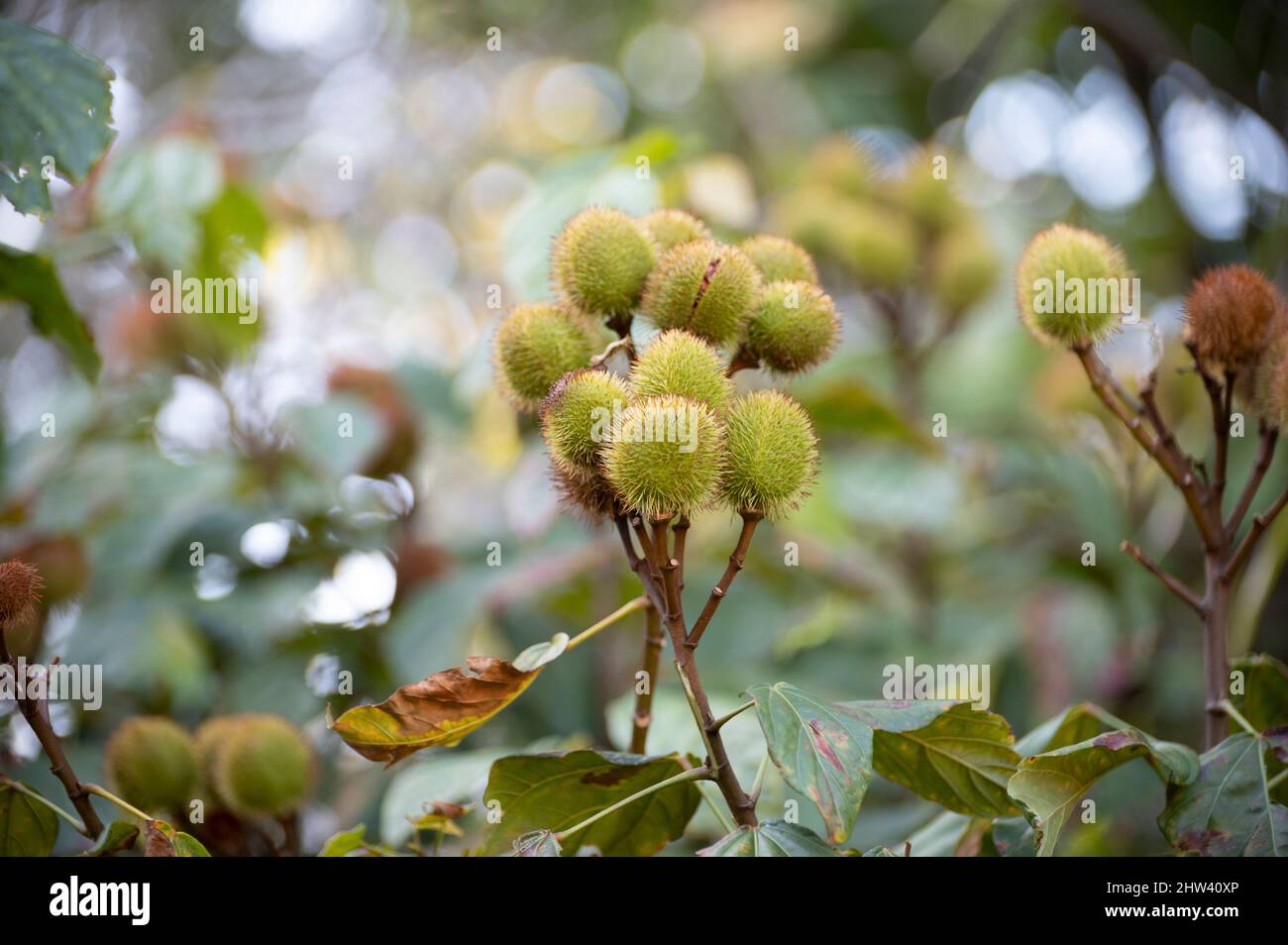 Bixa orellana or achiote plant, source of annato, natural orange-red ...