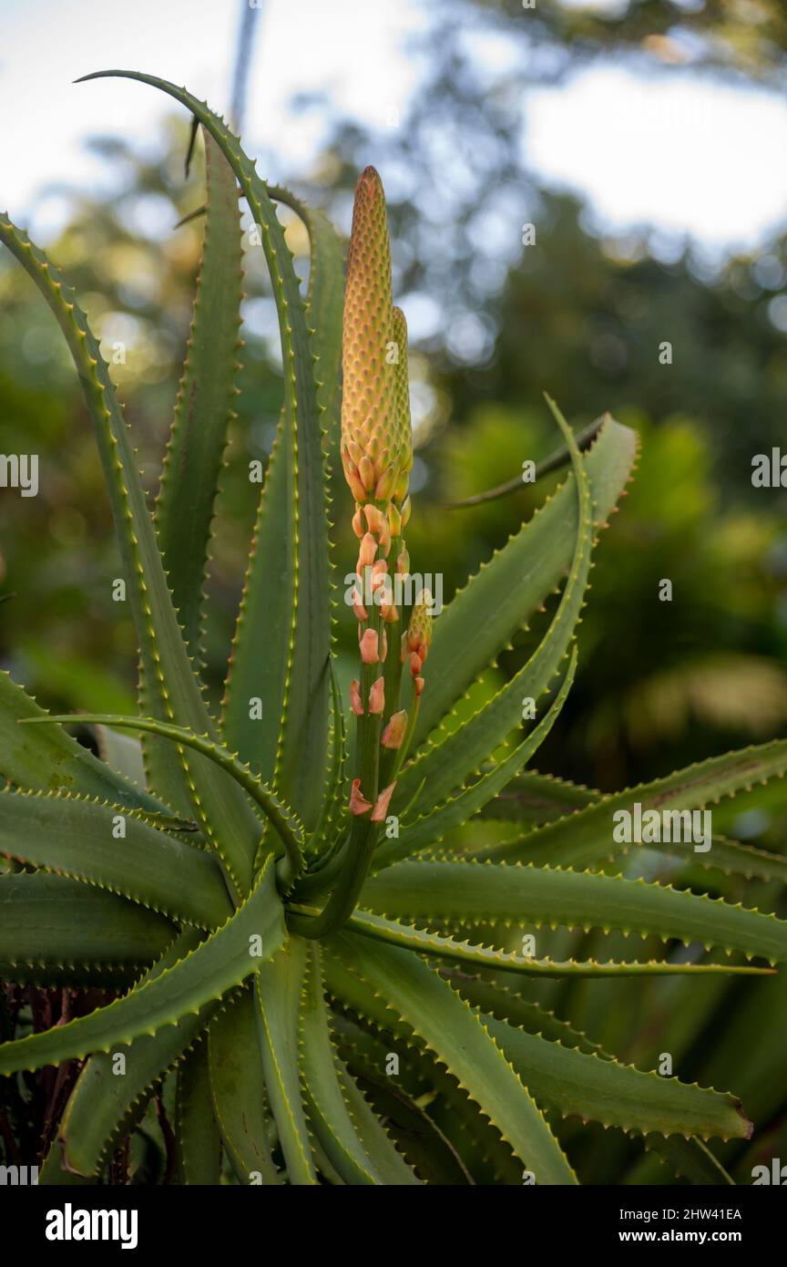 Blossom of aloe vera plants in botanical garden on Tenerife Stock Photo -  Alamy