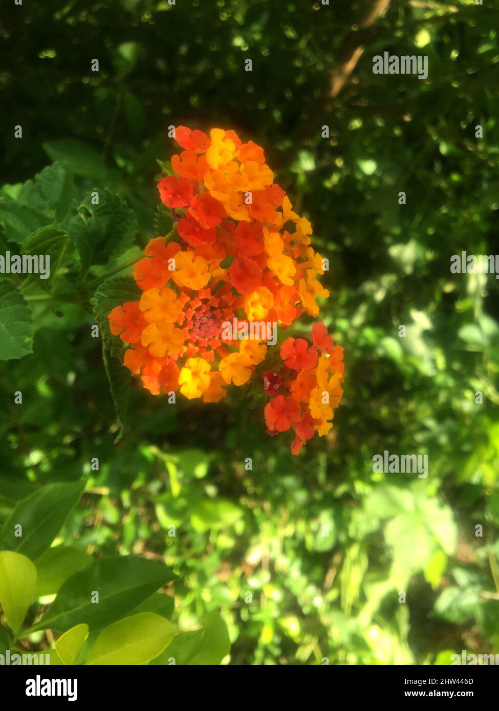 Detail of the flowers. Lantana camara Stock Photo