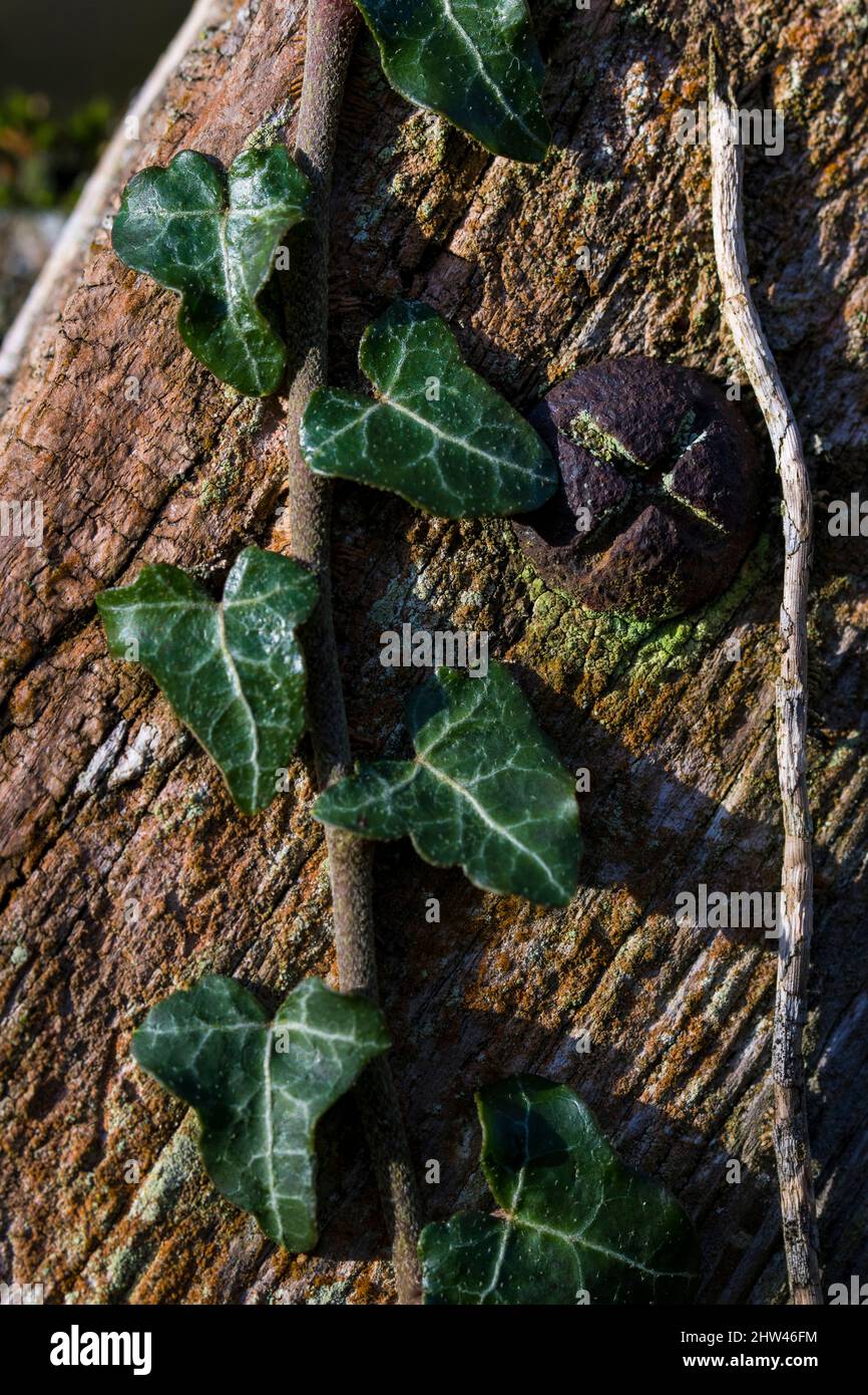 Rusty screw in fence post and ivy (Hedera helix) Stock Photo