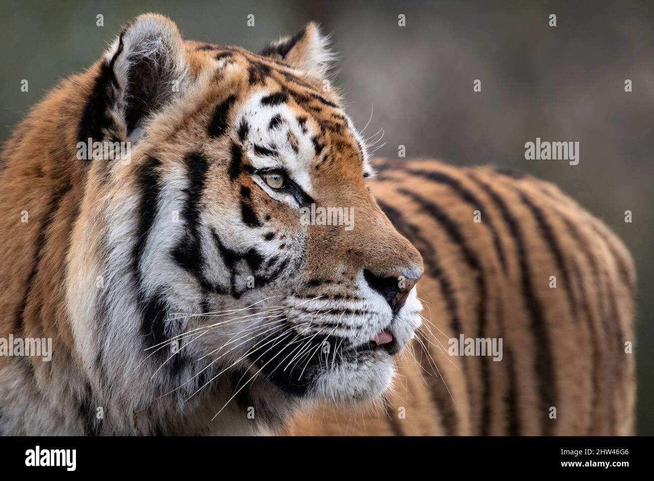 Amur (Siberian) tiger, Panthera tigris altaica Stock Photo