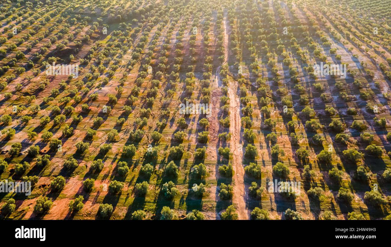 Andalusian olive groves in Jaen, home to 37.6% of the total olive-growing land in Andalusia, Spain, the country's biggest producers and the world's le Stock Photo