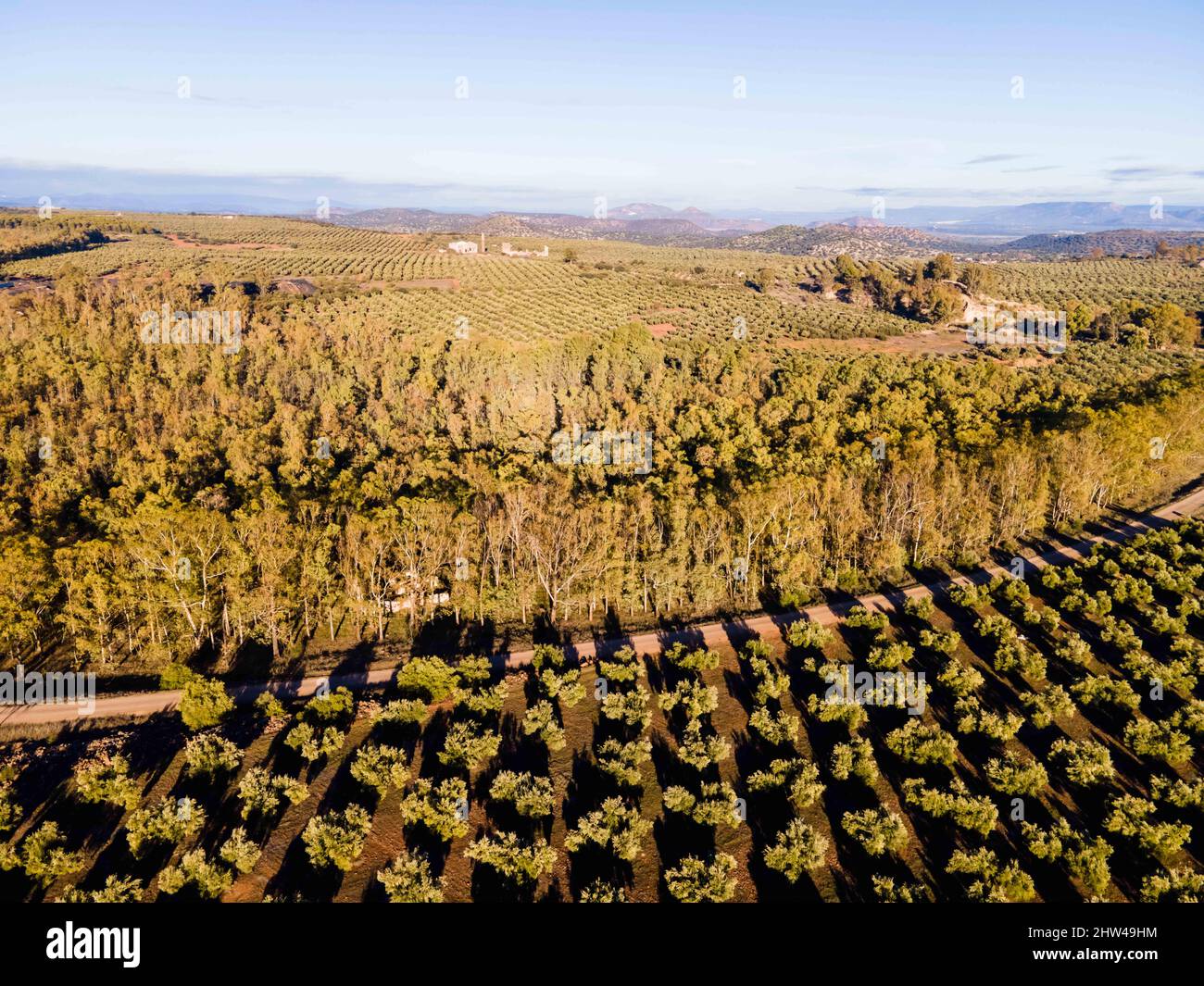 Andalusian olive groves in Jaen, home to 37.6% of the total olive-growing land in Andalusia, Spain, the country's biggest producers and the world's le Stock Photo