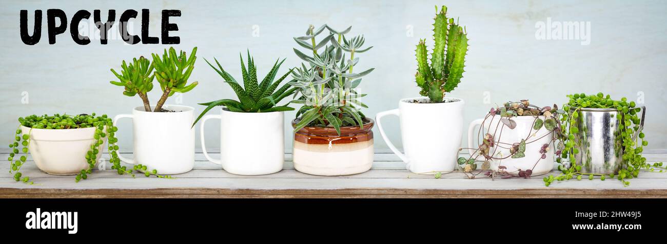 upcycle, reuse, recycled, repurposed kitchen pots and mugs for succulents and house plants, quirky alternative to plastic pots, sustainable garden con Stock Photo