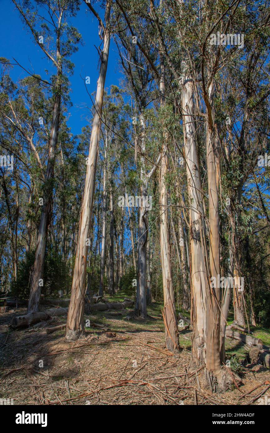 Tilden Park has a group of Blue Gum Eucalyptus trees on the hike to Jewel Lake. Stock Photo
