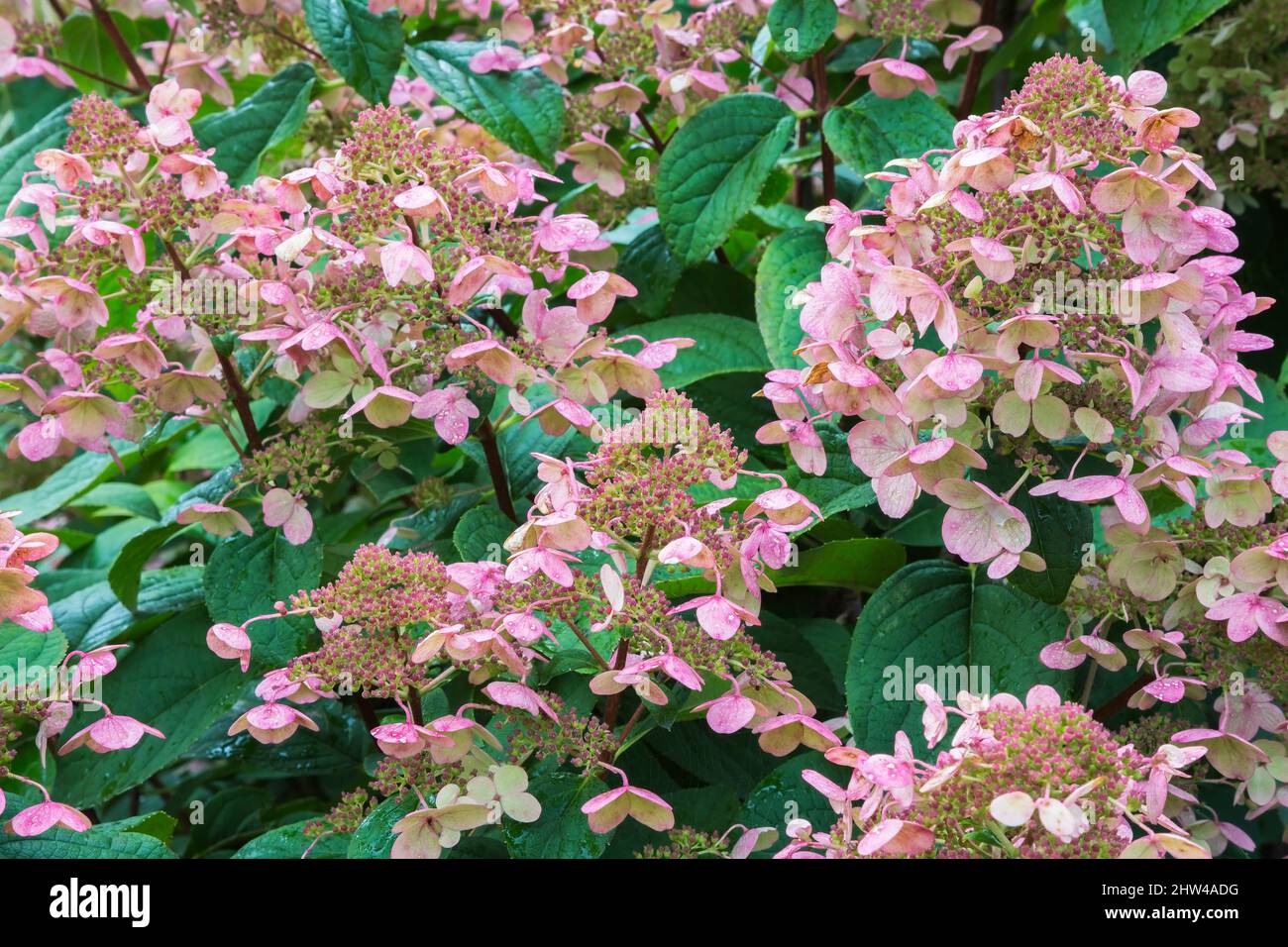Hydrangea paniculata shrub with pink flowers in late summer Stock Photo ...