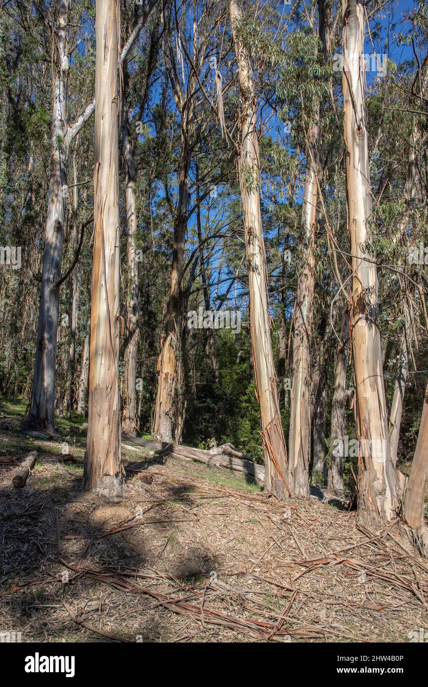 Tilden Park has a group of Blue Gum Eucalyptus trees on the hike to Jewel Lake. Stock Photo