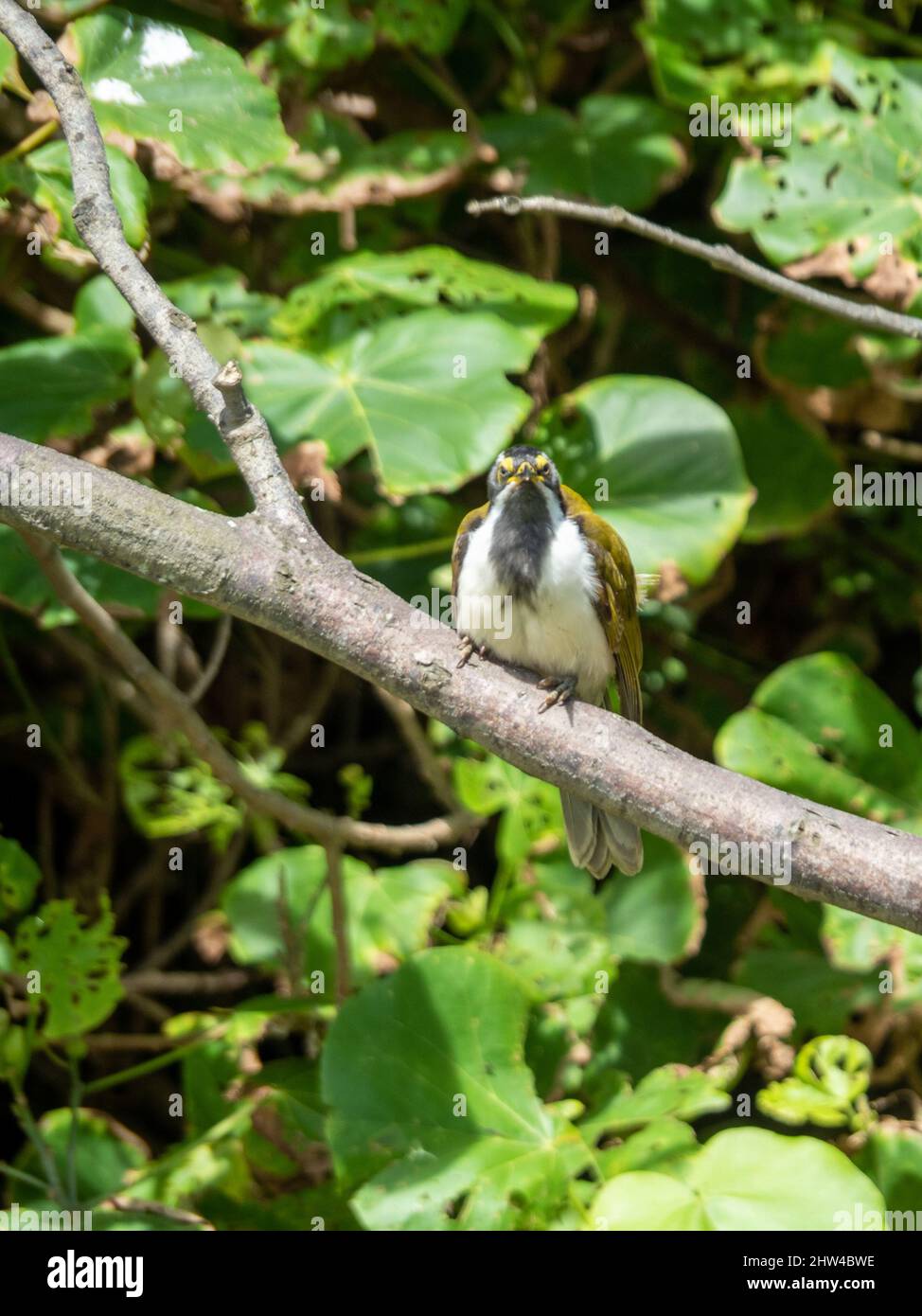 A Blue-Faced Honeyeater bird perched neatly on a branch staring into the camera, looks cross, green leaves behind, sub tropical coastal garden Stock Photo