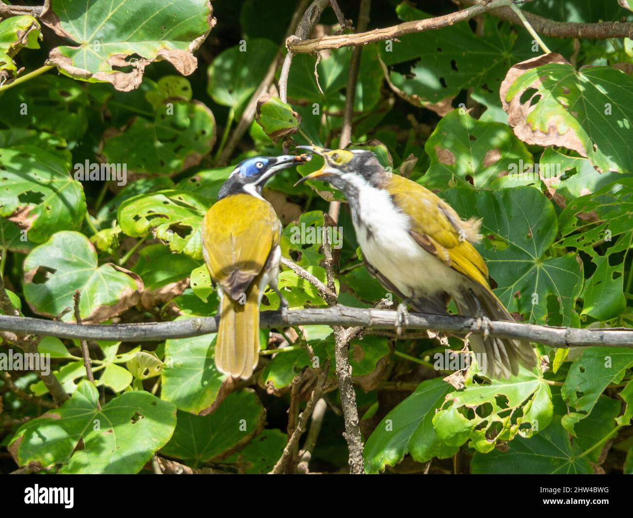 Birds eating, Blue-Faced Honeyeater or Banana Bird feeding its rather large and demanding fledgling on a branch of green coastal tree, Australia Stock Photo