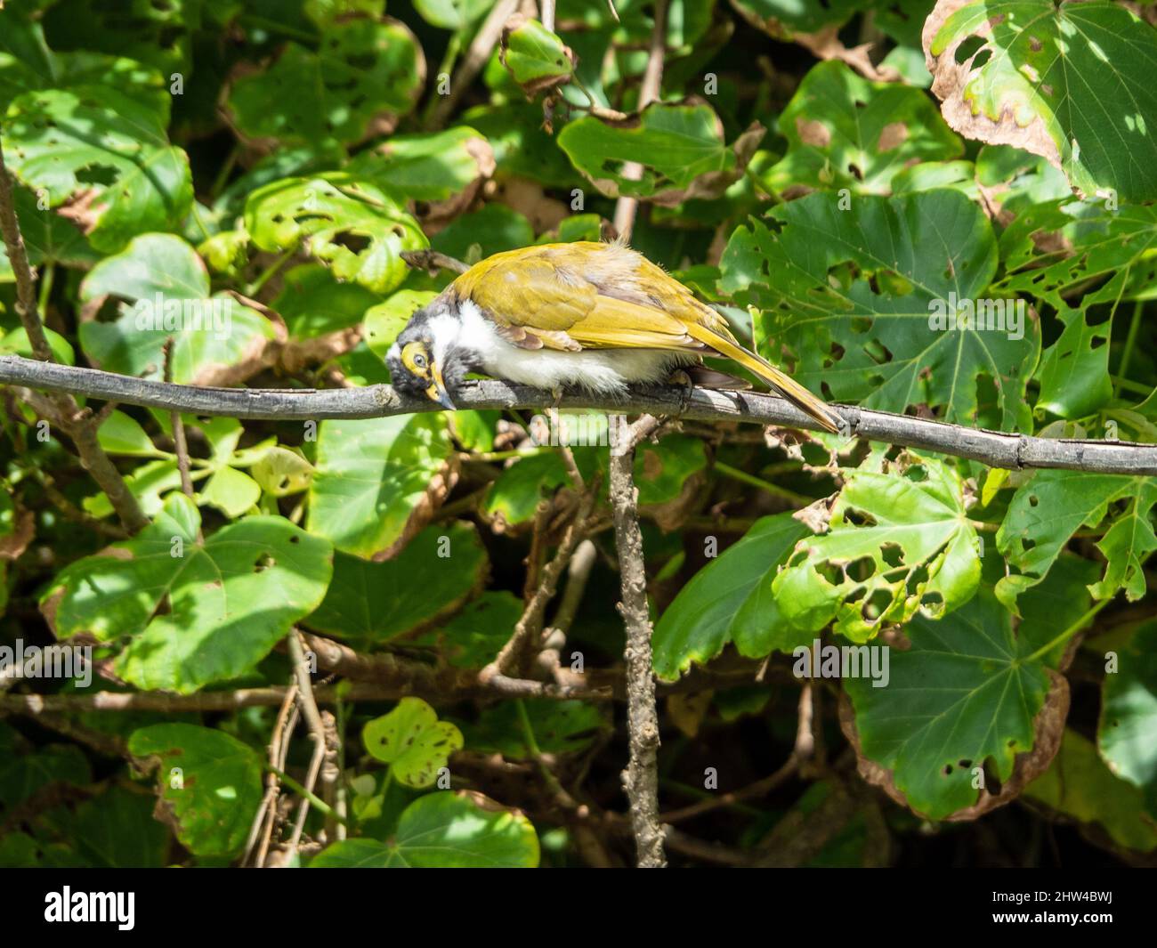 Birds. A young or fledgling Blue-Faced Honeyeater bird rubbing its face across the branch its perched on, sub tropical Australian coastal garden Stock Photo