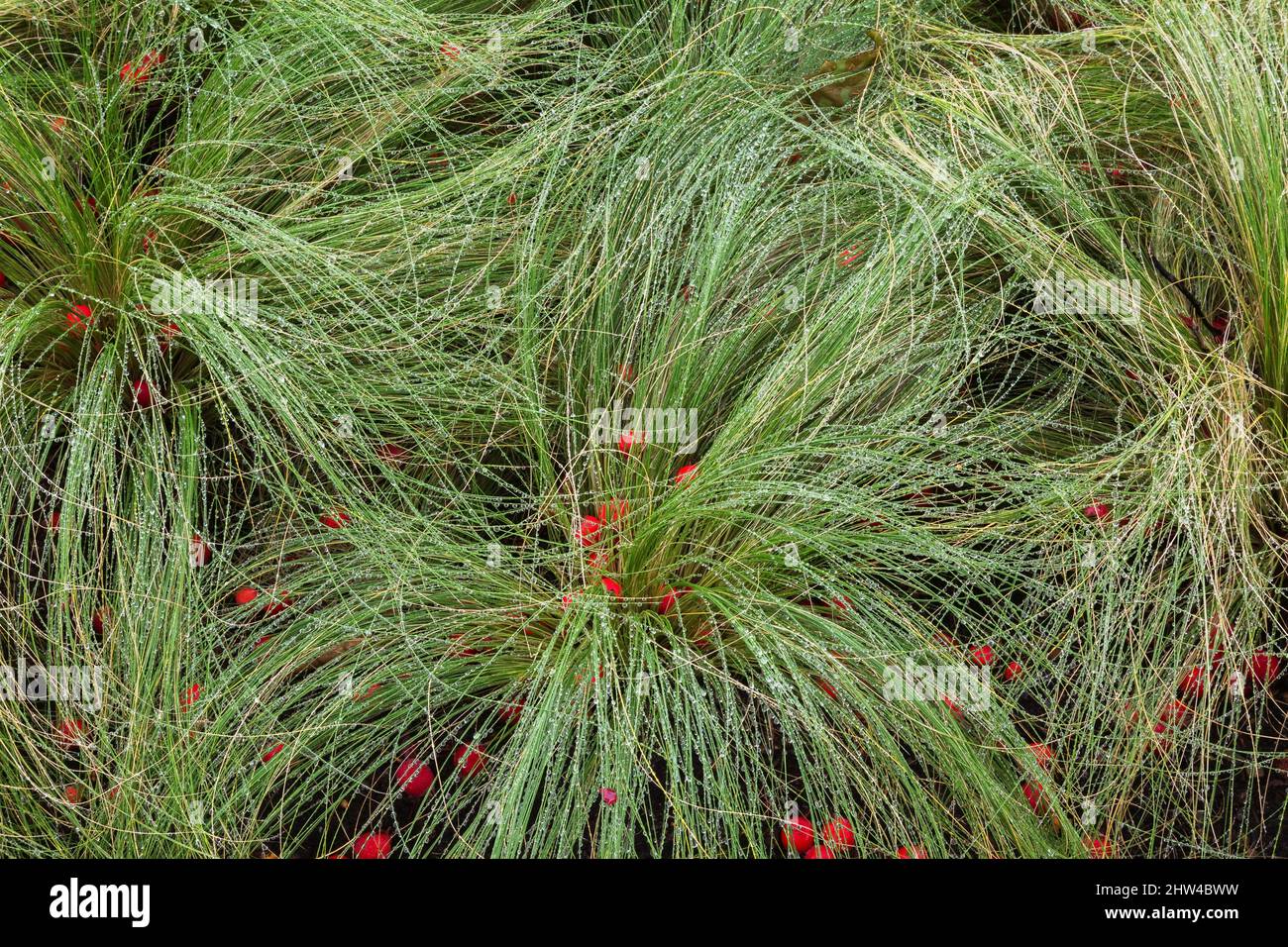 Festuca - Fescue Grass with raindrops and fallen Malus - Crabapples in late summer. Stock Photo
