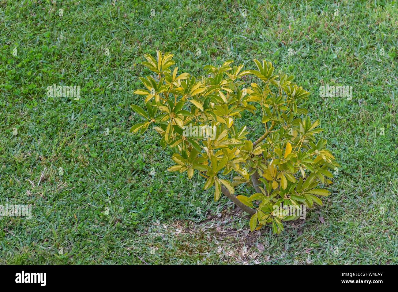 schefflera arboricola variegated umbrella tree surrounded by grass in outdoor garden Stock Photo