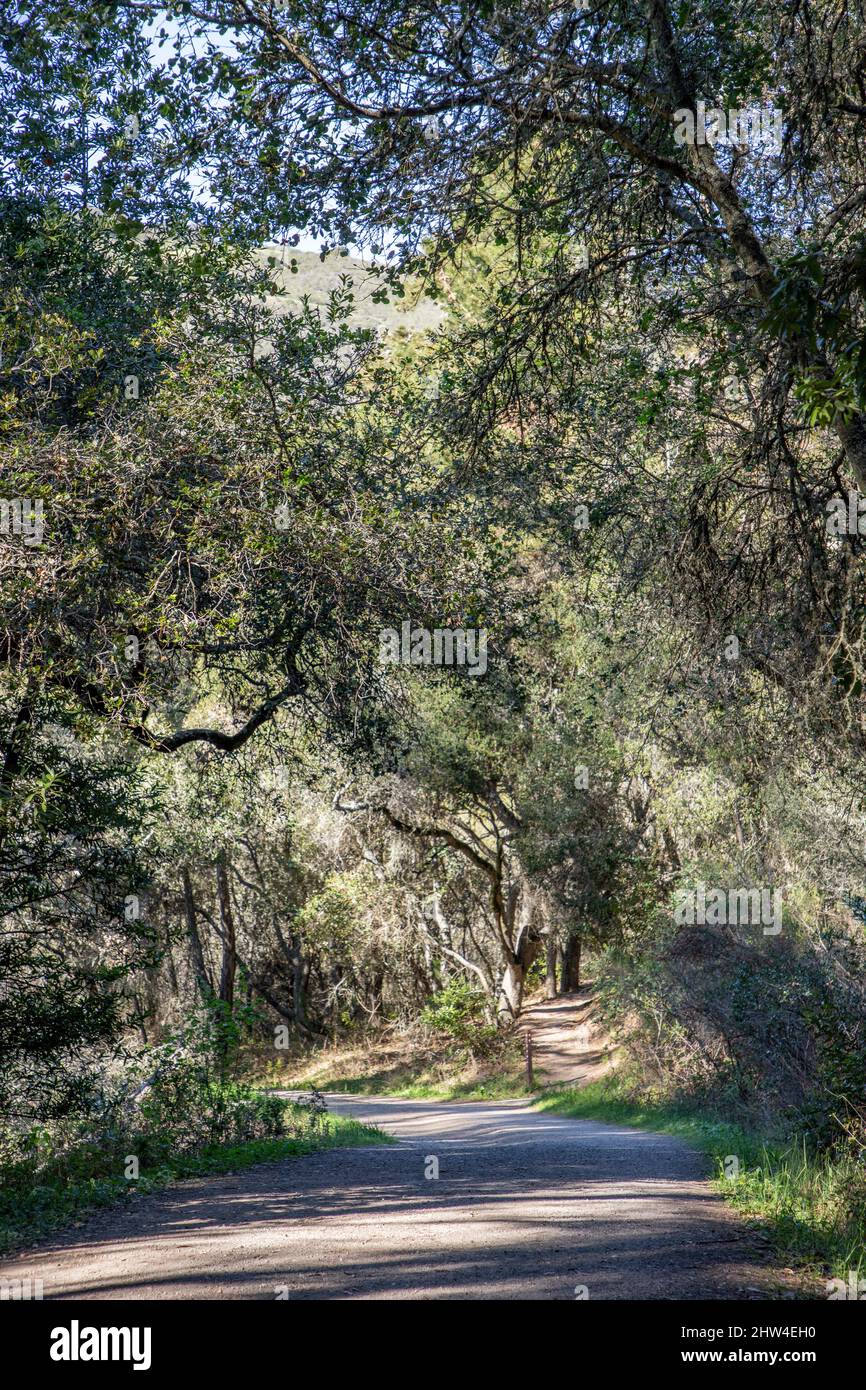Loope Road Trail in Tilden Park on the hike to Jewel Lake. Tilden Park is located in the hills