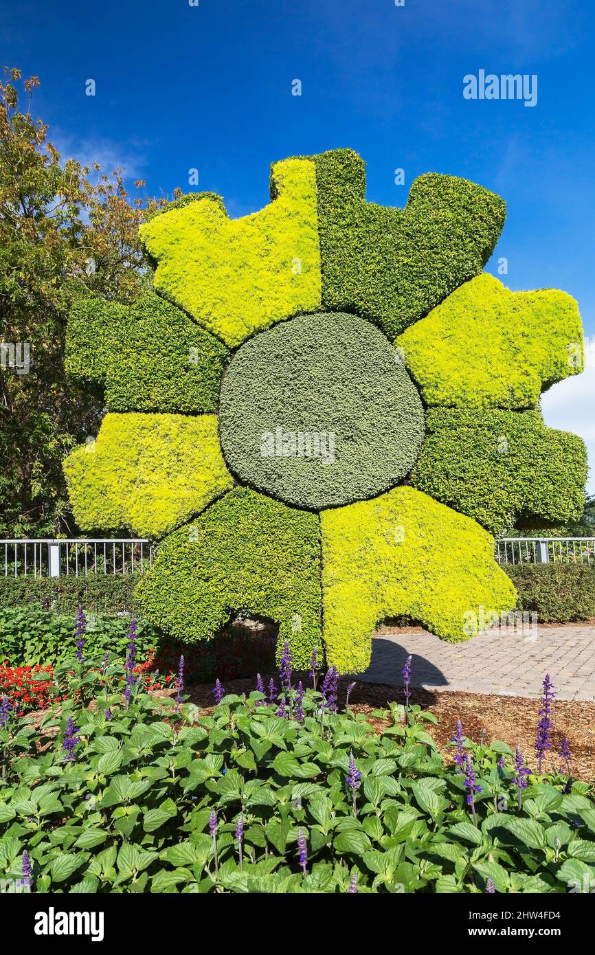 Toothed wheel shaped vertical garden wall planted with Sedum acre - Golden Carpet Stonecrop, Thymus - Thyme and Alternanthera in late summer. Stock Photo