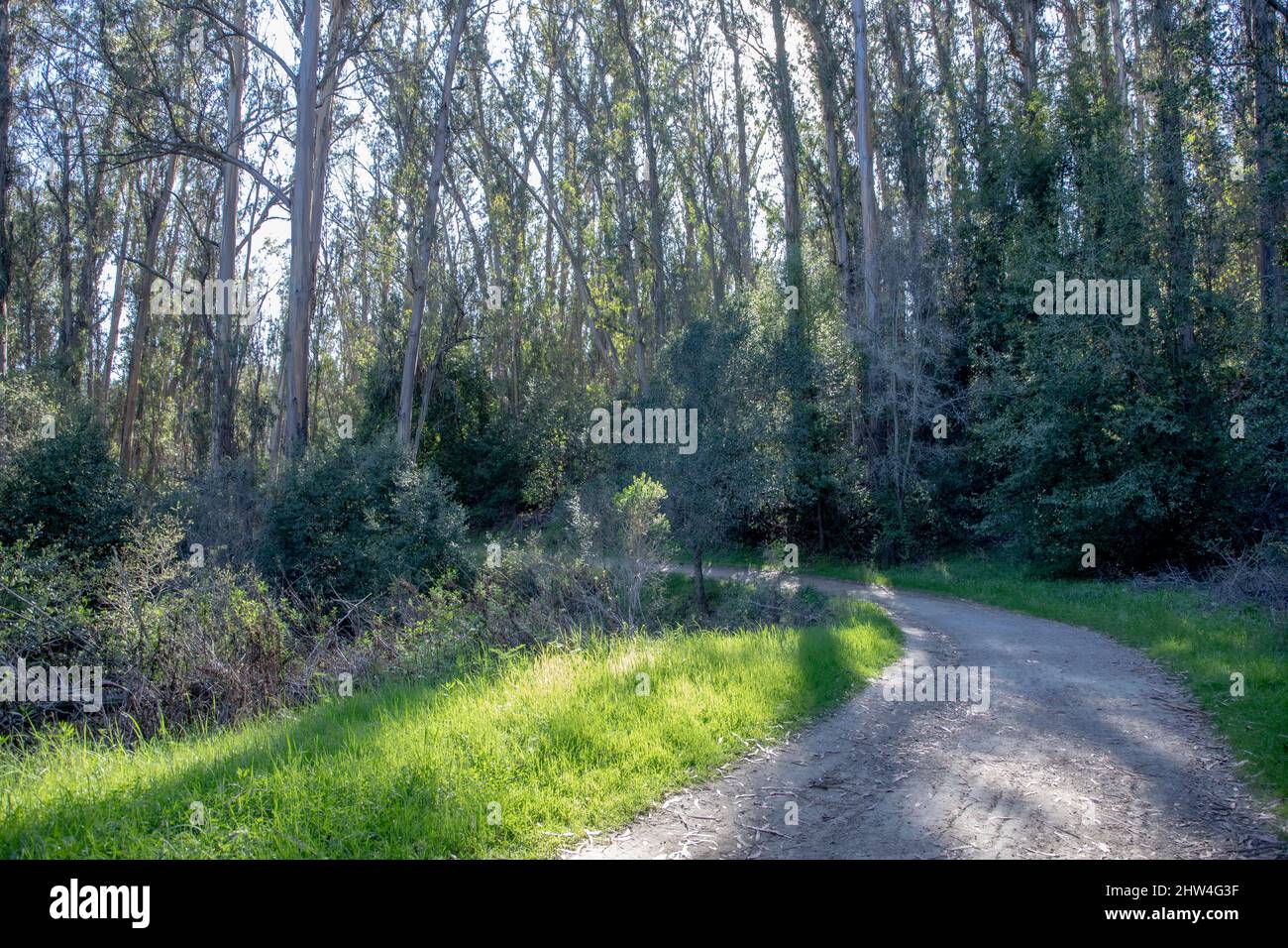 Loope Road Trail in Tilden Park on the hike to Jewel Lake. Tilden Park is located in the hills