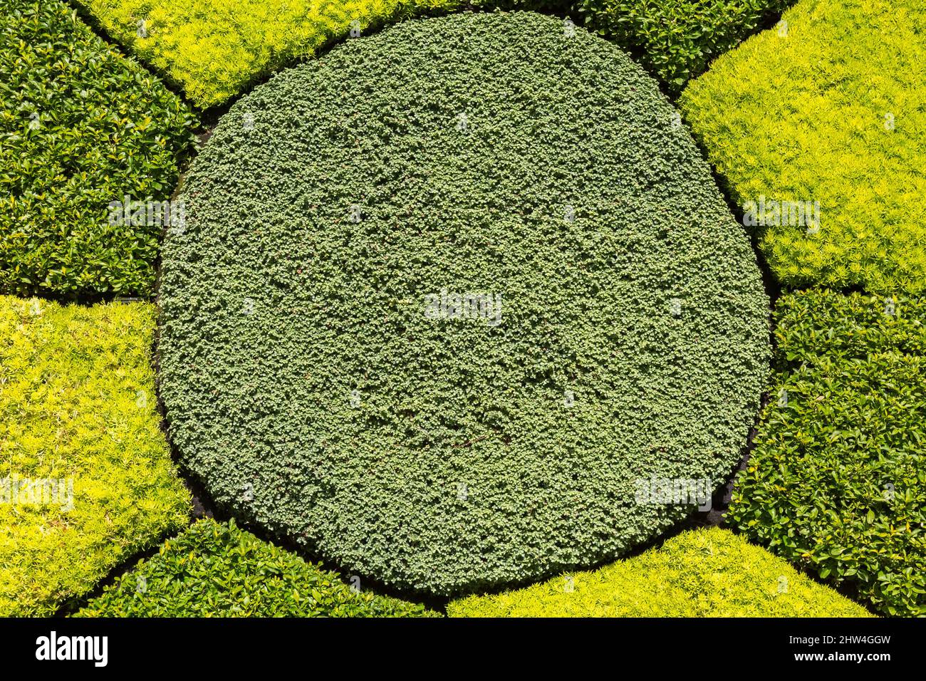 Close-up on toothed wheel shaped vertical living wall planted with Sedum acre - Golden Carpet Stonecrop, Thymus - Thyme and Alternanthera in summer. Stock Photo