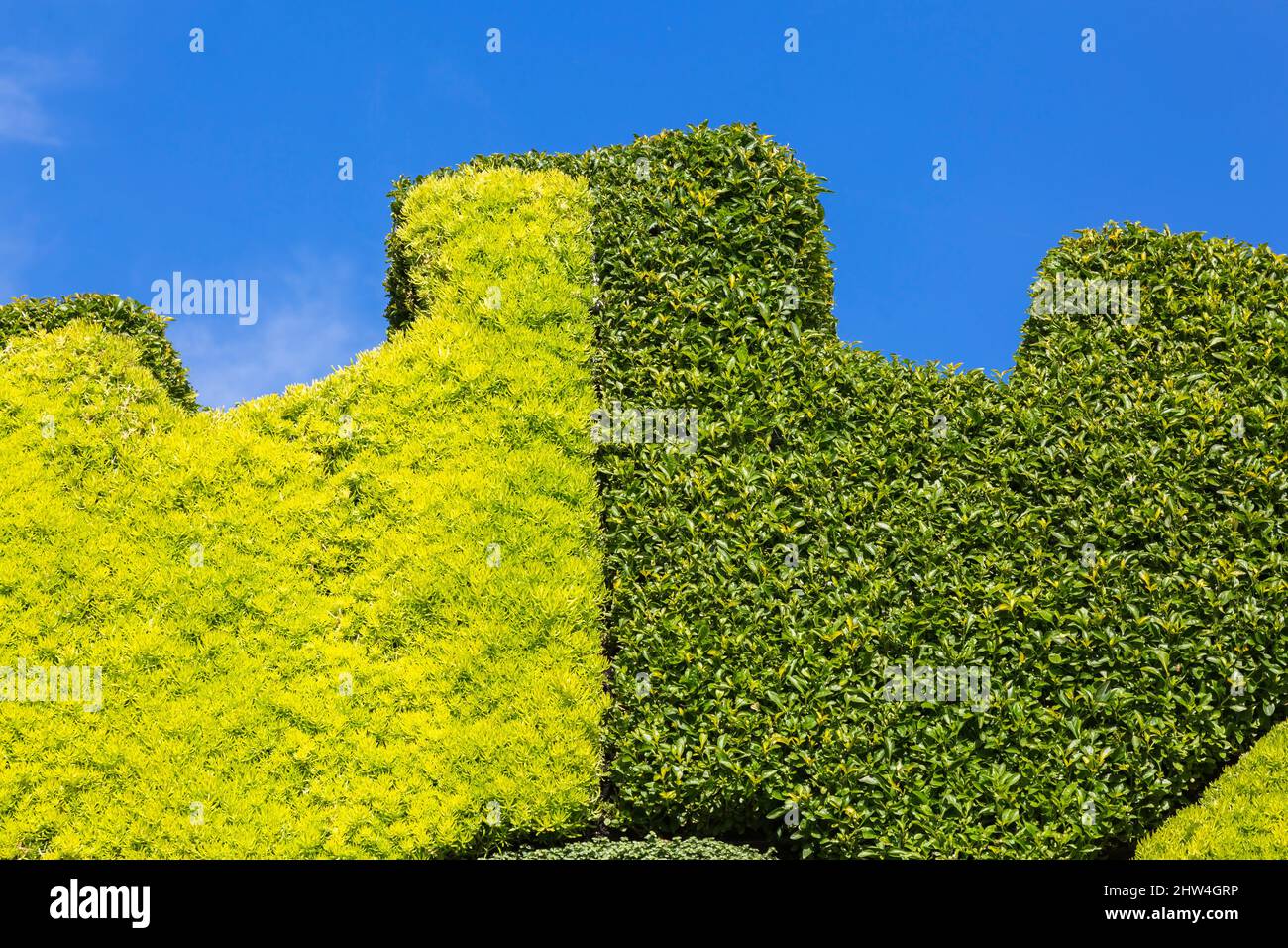Toothed wheel shaped vertical garden wall planted with Sedum acre - Golden Carpet Stonecrop and Alternanthera in late summer. Stock Photo