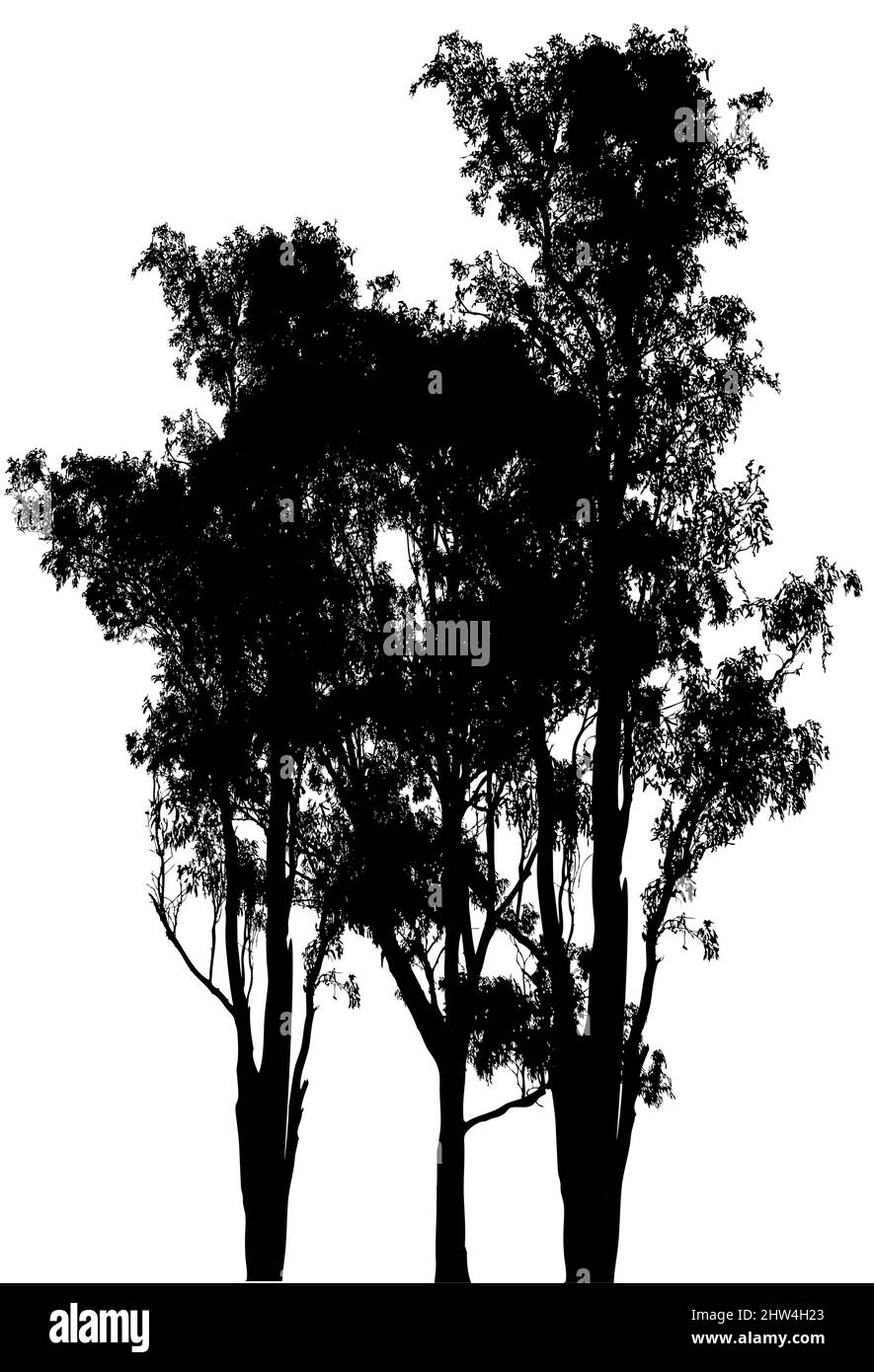 Eucalyptus gum tree on white background Australian gum tree tall, evergreen tree Stock Vector