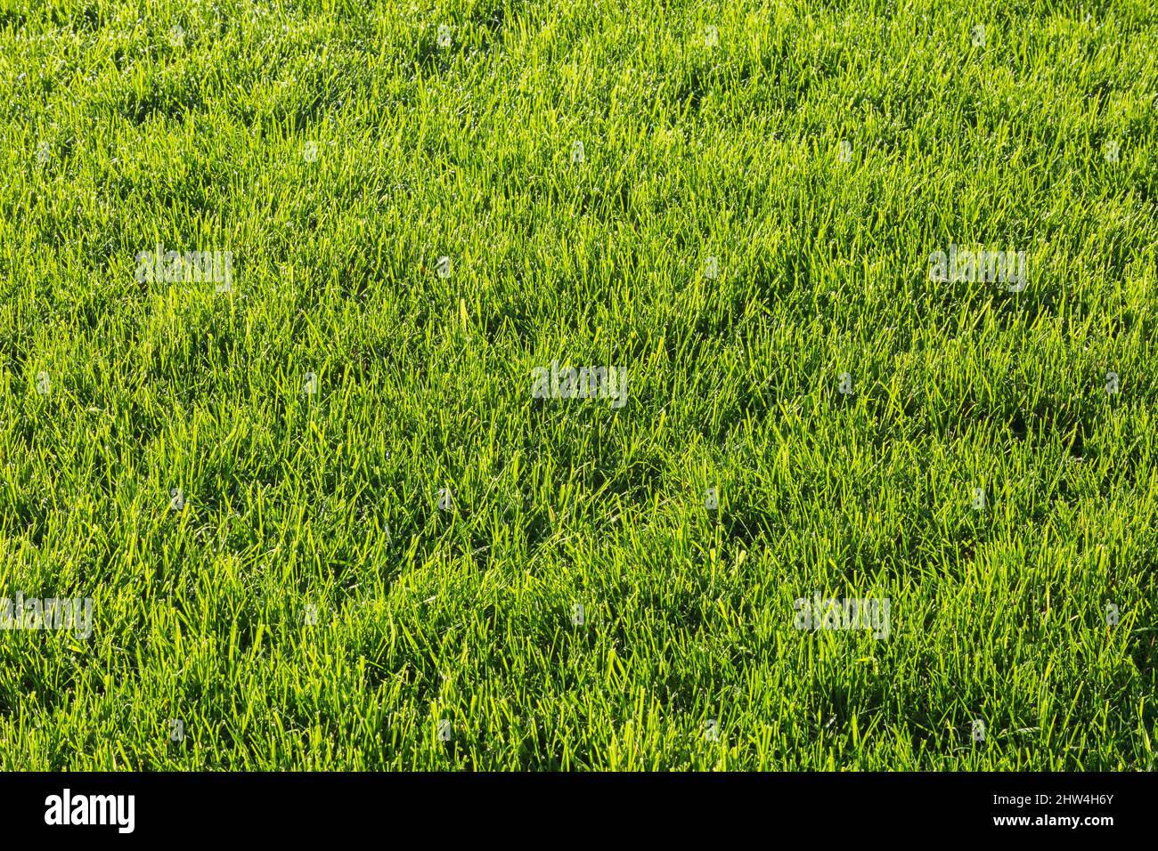 Poa pratensis - Kentucky Bluegrass lawn in backyard in late summer. Stock Photo
