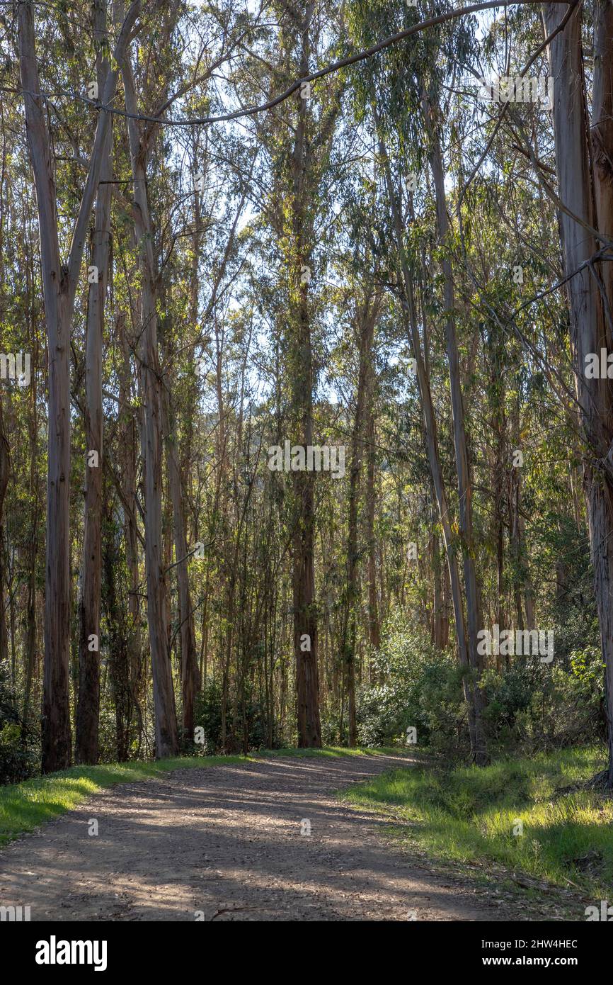 Loope Road Trail in Tilden Park on the hike to Jewel Lake. Tilden Park is located in the hills on the east side of Berkeley, California. Stock Photo