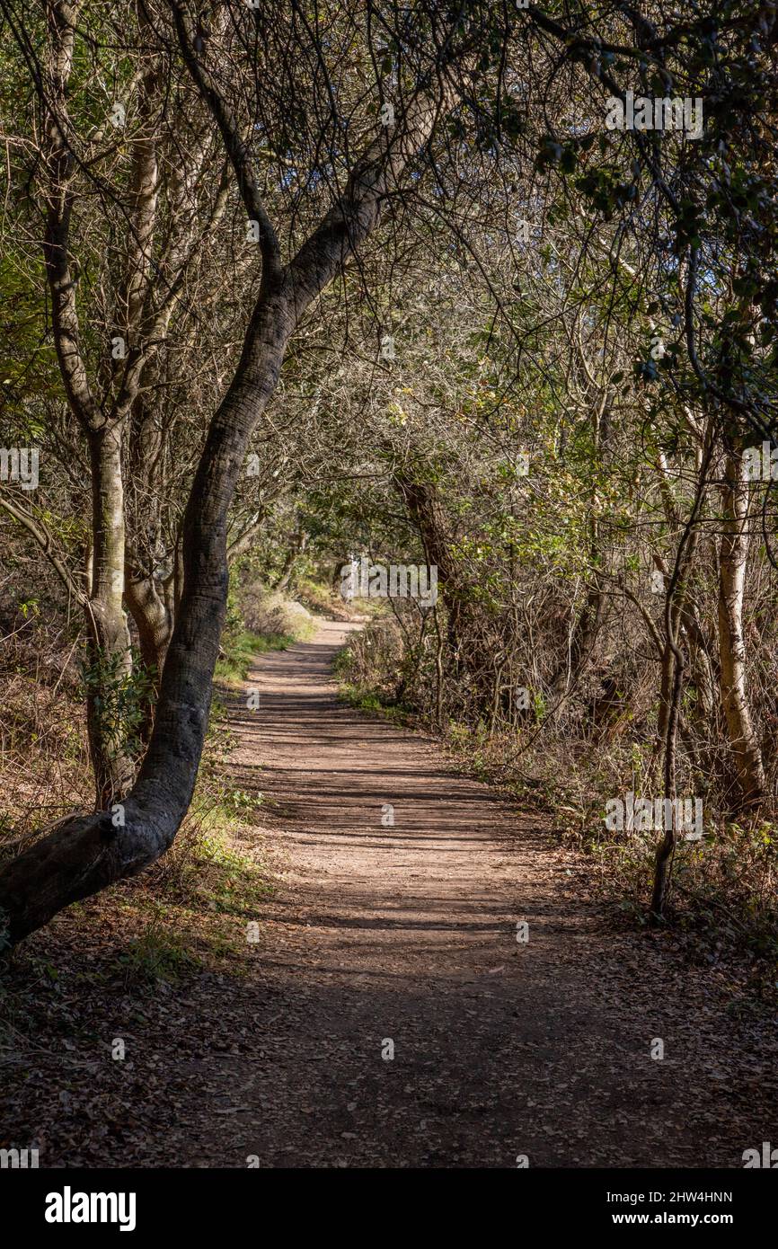 Loope Road Trail in Tilden Park on the hike to Jewel Lake. Tilden Park