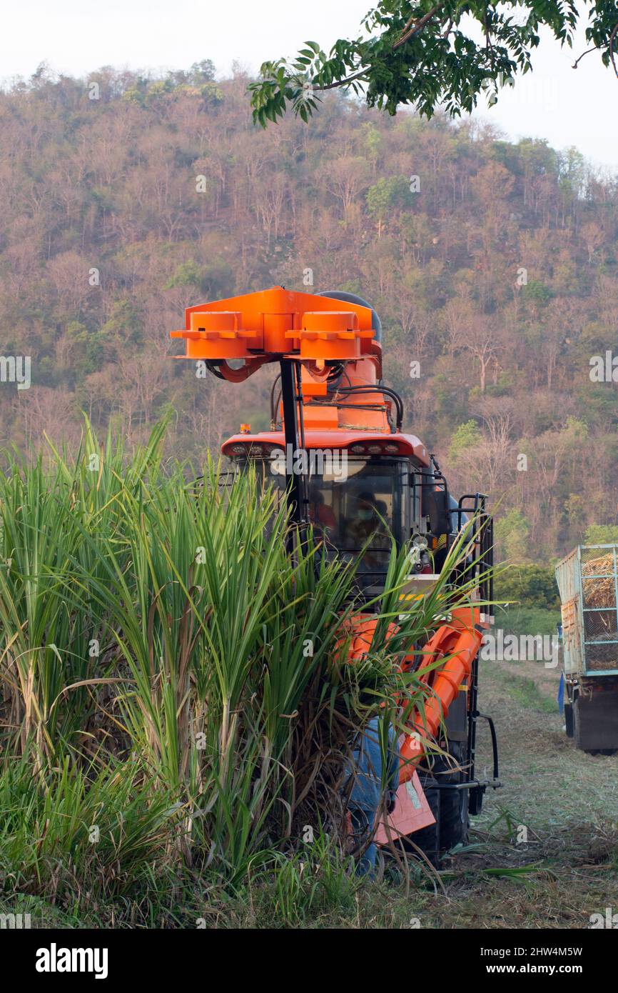 Close-up of sugar cane harvesting on agricultural areas that are connected to natural forests. Stock Photo
