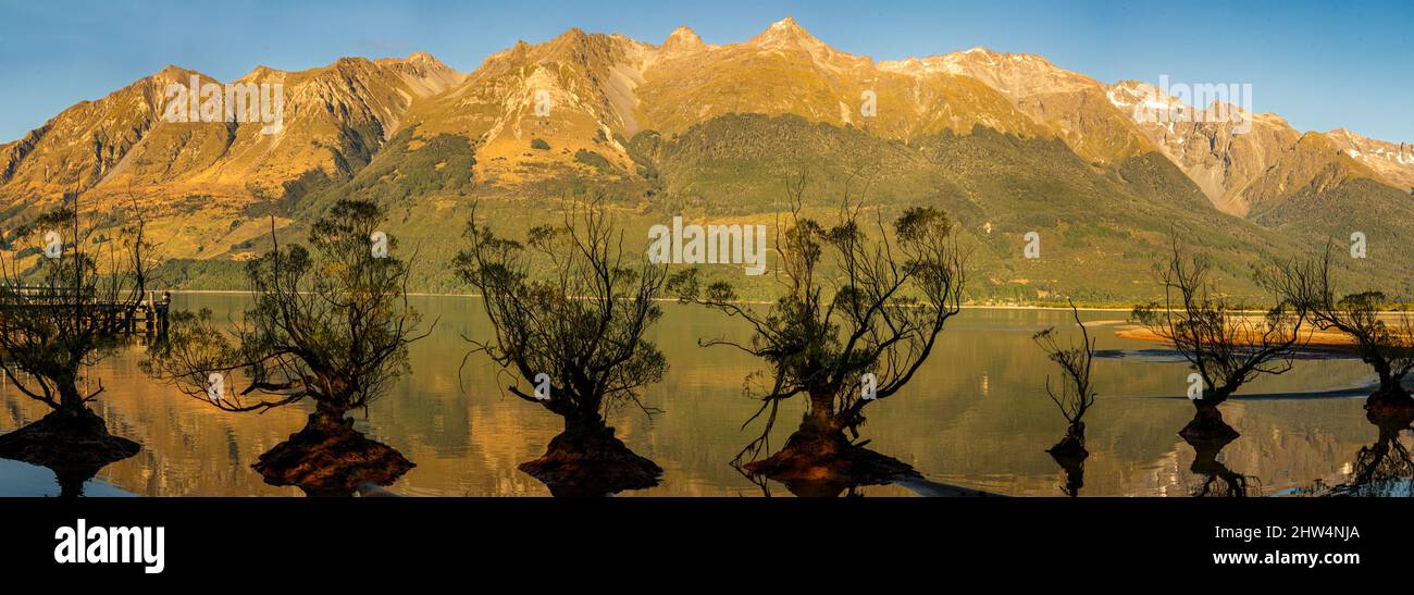 A row of deciduous willow trees growing in Lake Wakatipu at Glenorchy Queenstown Stock Photo