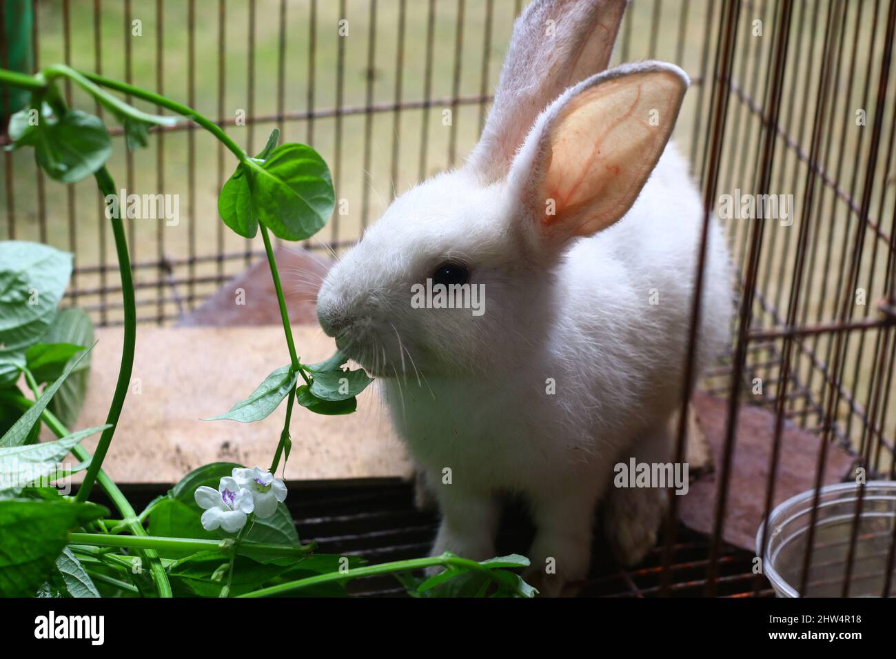 Two little cute Rabbit in a cage eating some plants or leaves. Grey and white fuzzy hair bunny. Stock Photo