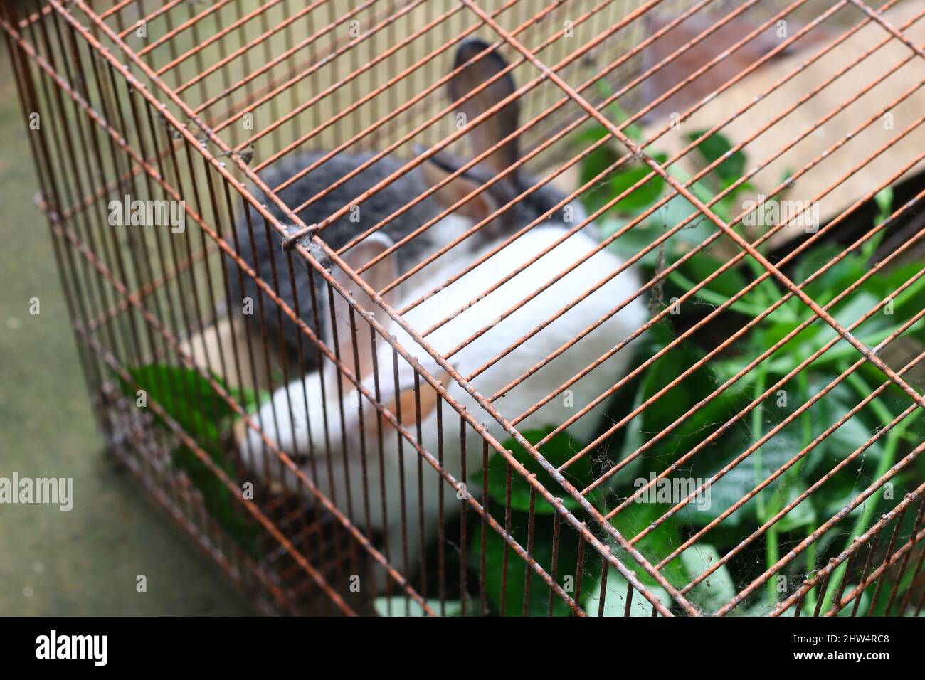 Two little cute Rabbit in a cage eating some plants or leaves. Grey and white fuzzy hair bunny. Stock Photo