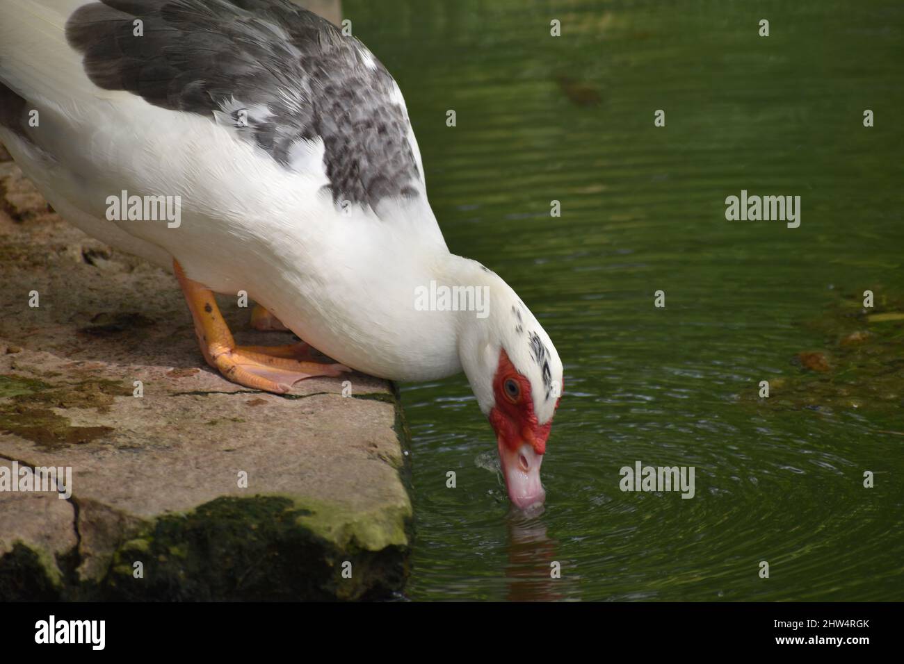 White Muscovy Ducks in the wild, next to a pond in St. John, Barbados Stock Photo