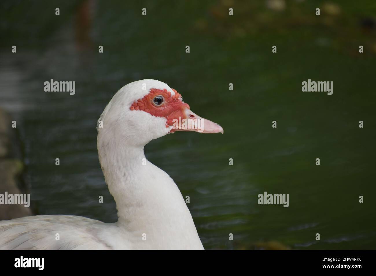 White Muscovy Ducks in the wild, next to a pond in St. John, Barbados Stock Photo