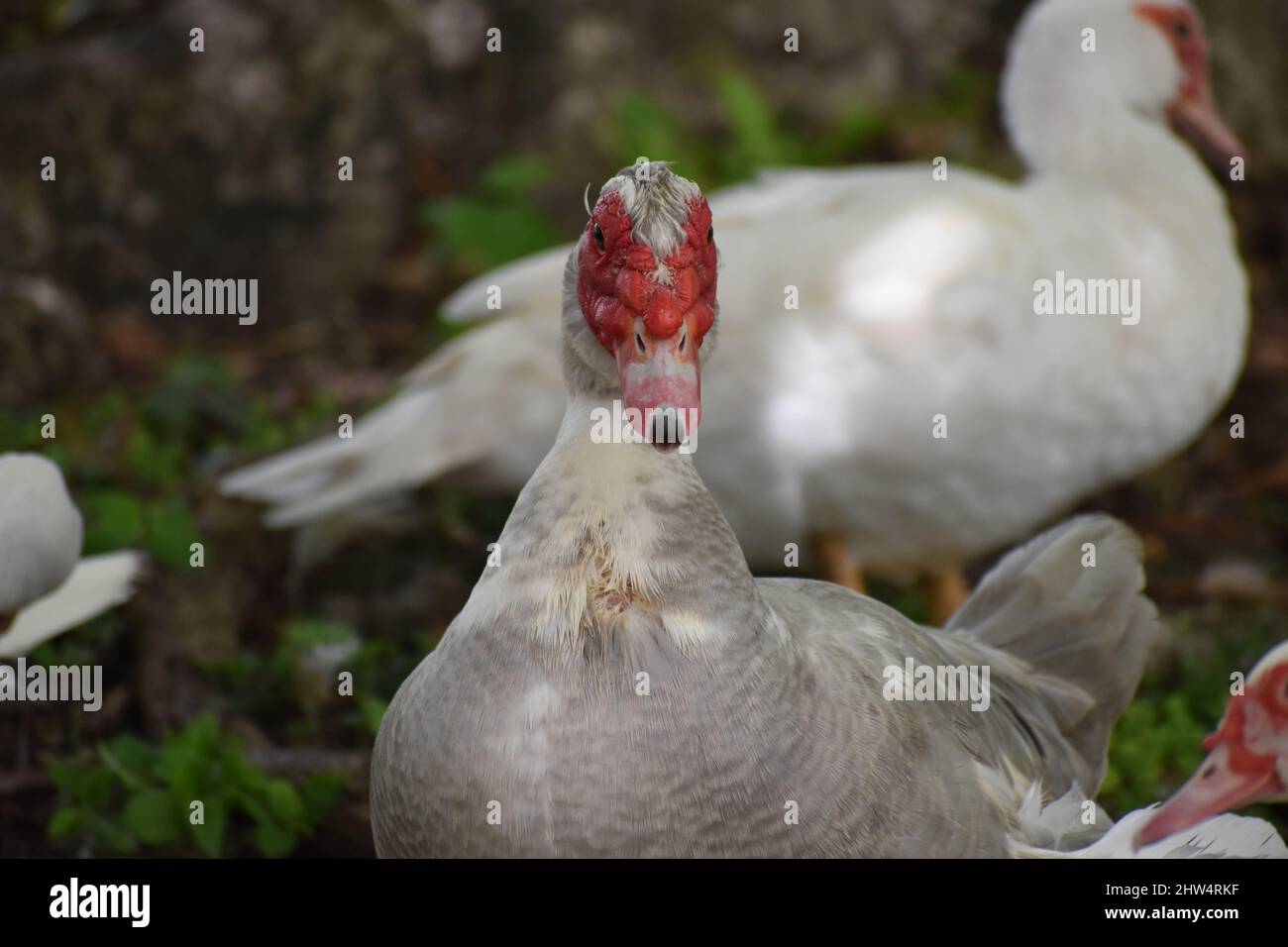 White Muscovy Ducks in the wild, next to a pond in St. John, Barbados Stock Photo