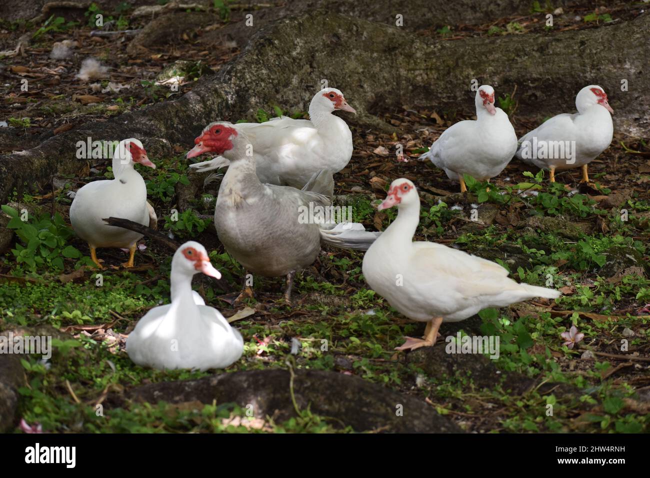 White Muscovy Ducks in the wild, next to a pond in St. John, Barbados Stock Photo