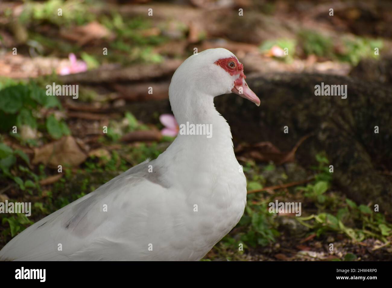 White Muscovy Ducks in the wild, next to a pond in St. John, Barbados Stock Photo