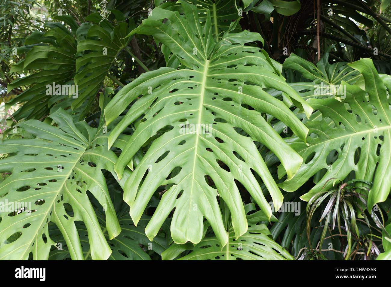 A big Monstera Deliciosa plants growing wild with large green leaves ...