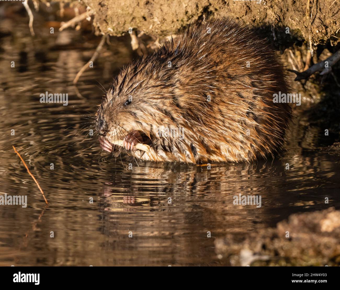 Muskrat burrow hi-res stock photography and images - Alamy