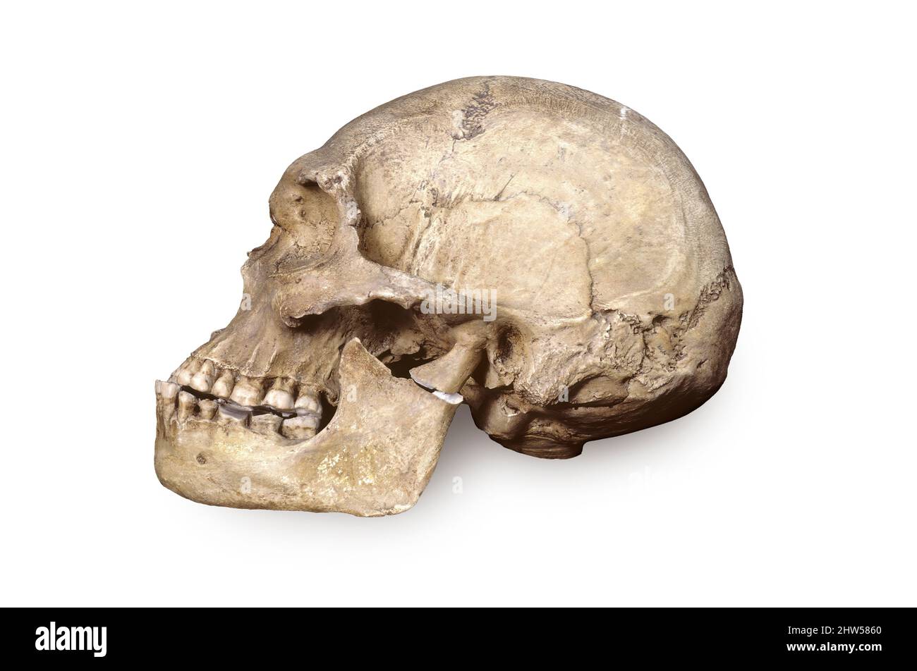 Aboriginal Skull, Australia Stock Photo