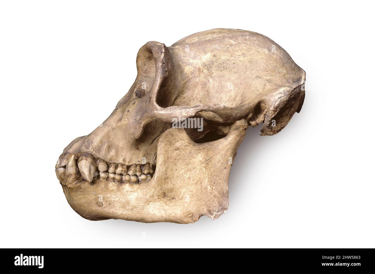 Chimpanzee skull Stock Photo