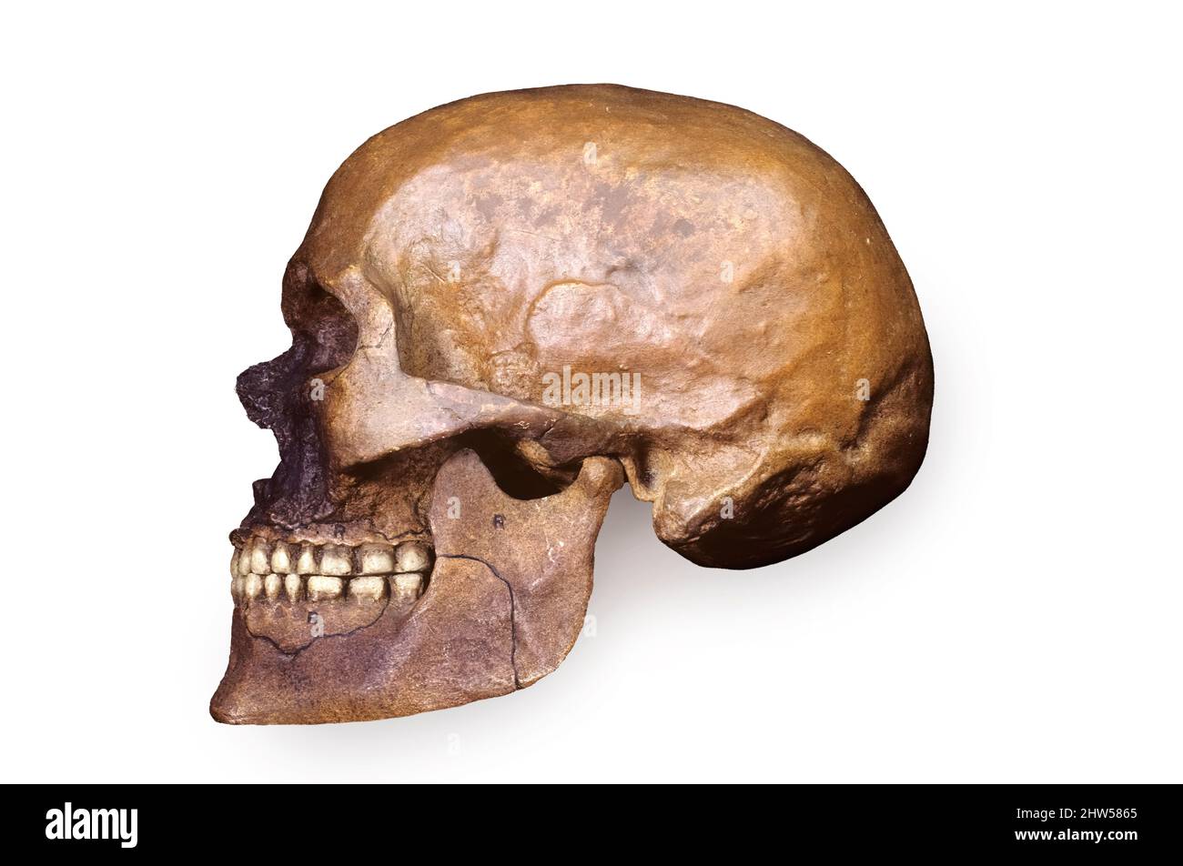 Cro-Magnon Skull Stock Photo