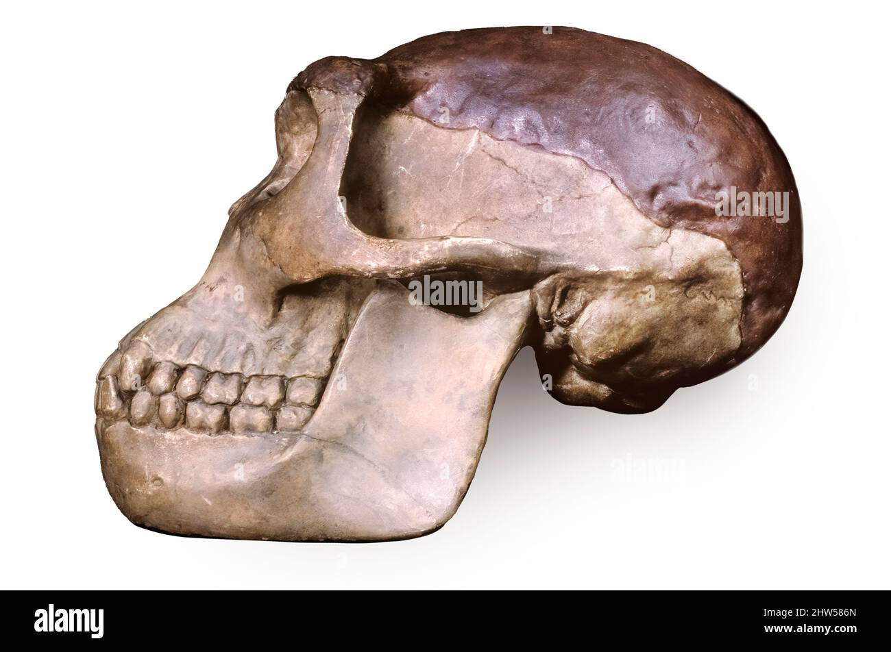 Java Man (Homo erectus) Skull, Pithecanthropus Stock Photo