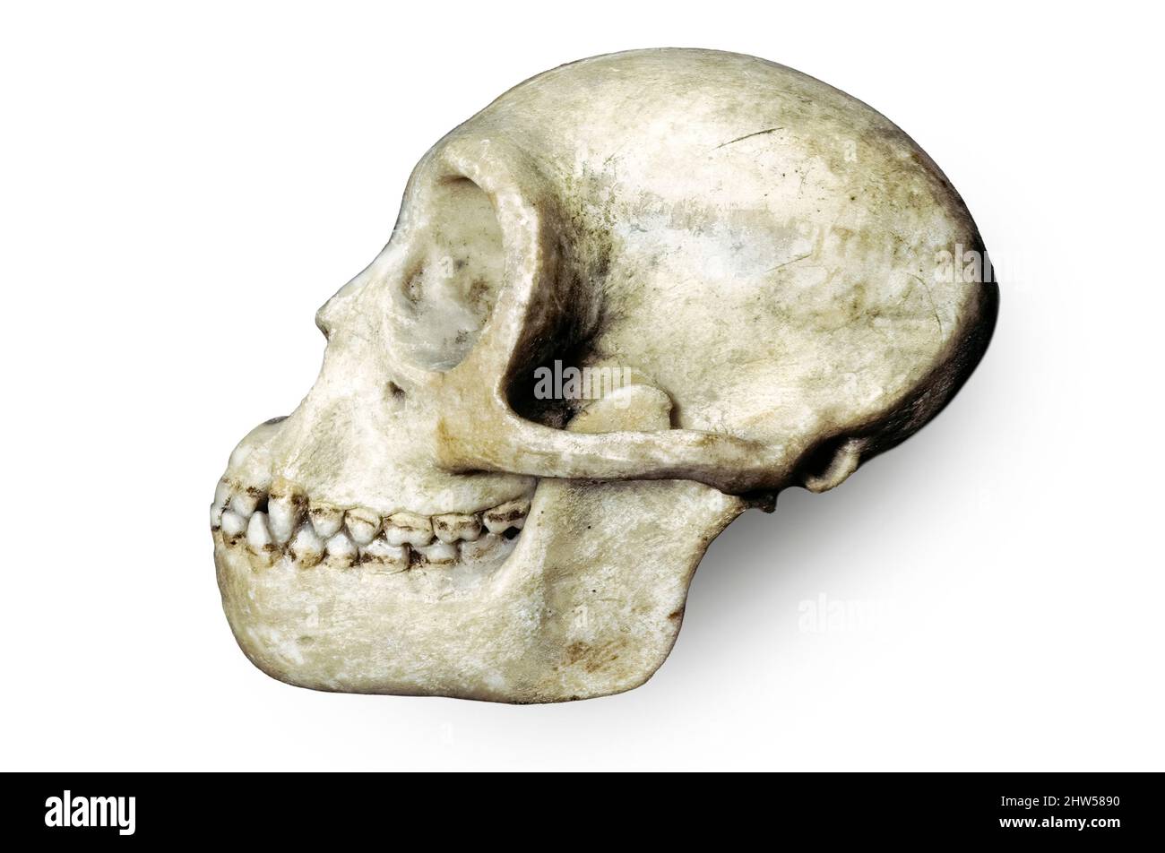 Propliopitheucs (Primative Anthropoid) skull on solid black background, Oligocene Stock Photo