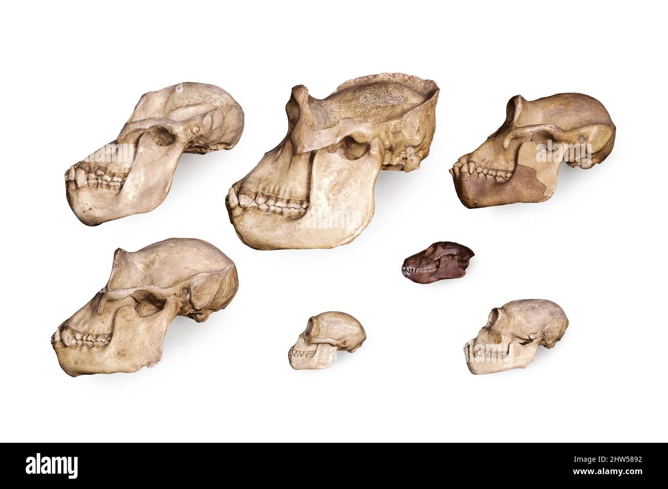 Skulls of the Anthropoid Apes Stock Photo