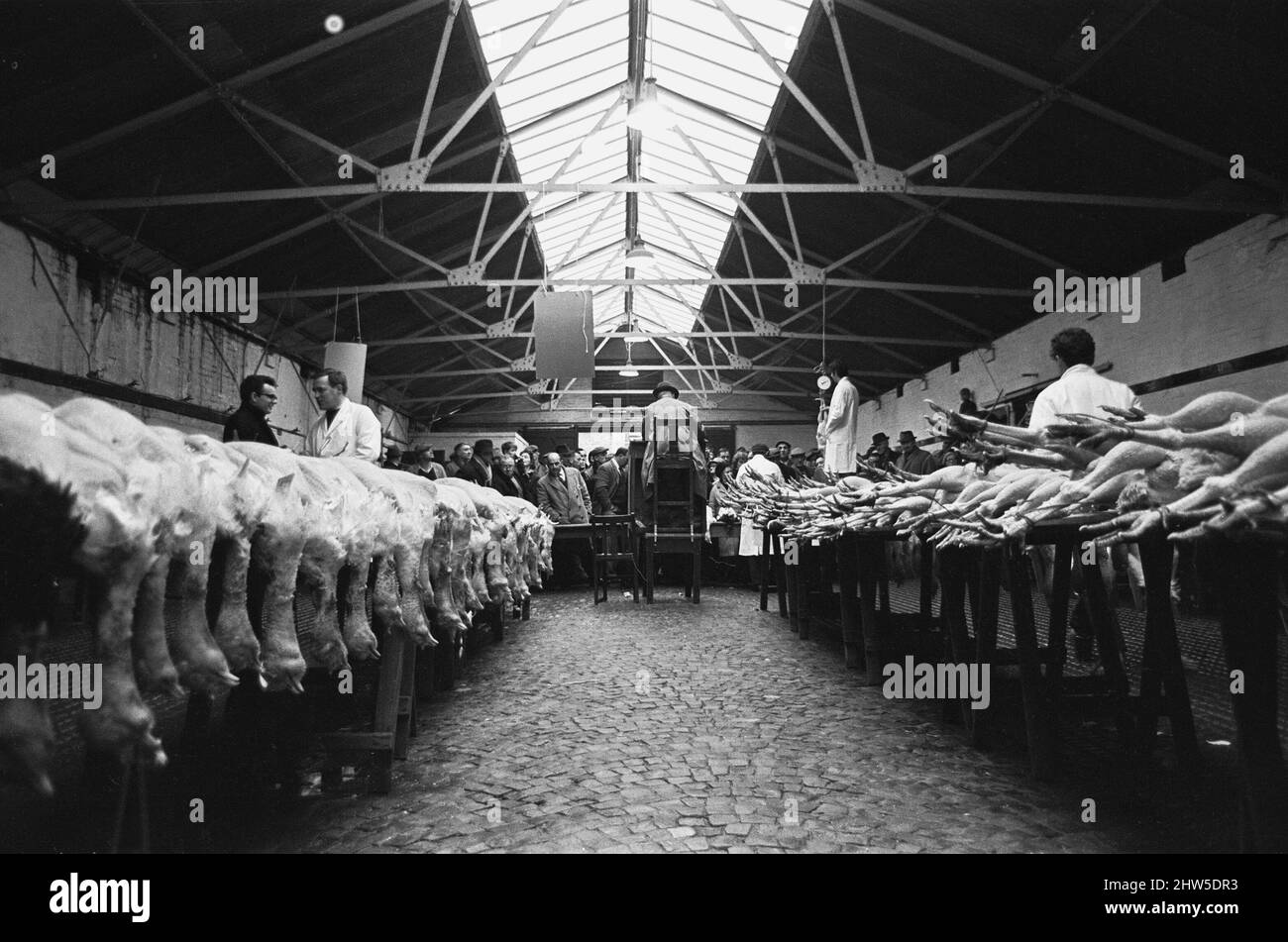 Turkeys waiting to go under the hammer at the Christmas Turkey Auction at Reading Cattle Market in Great Knolly's Street on Christmas eve. 24th December 1968 Stock Photo