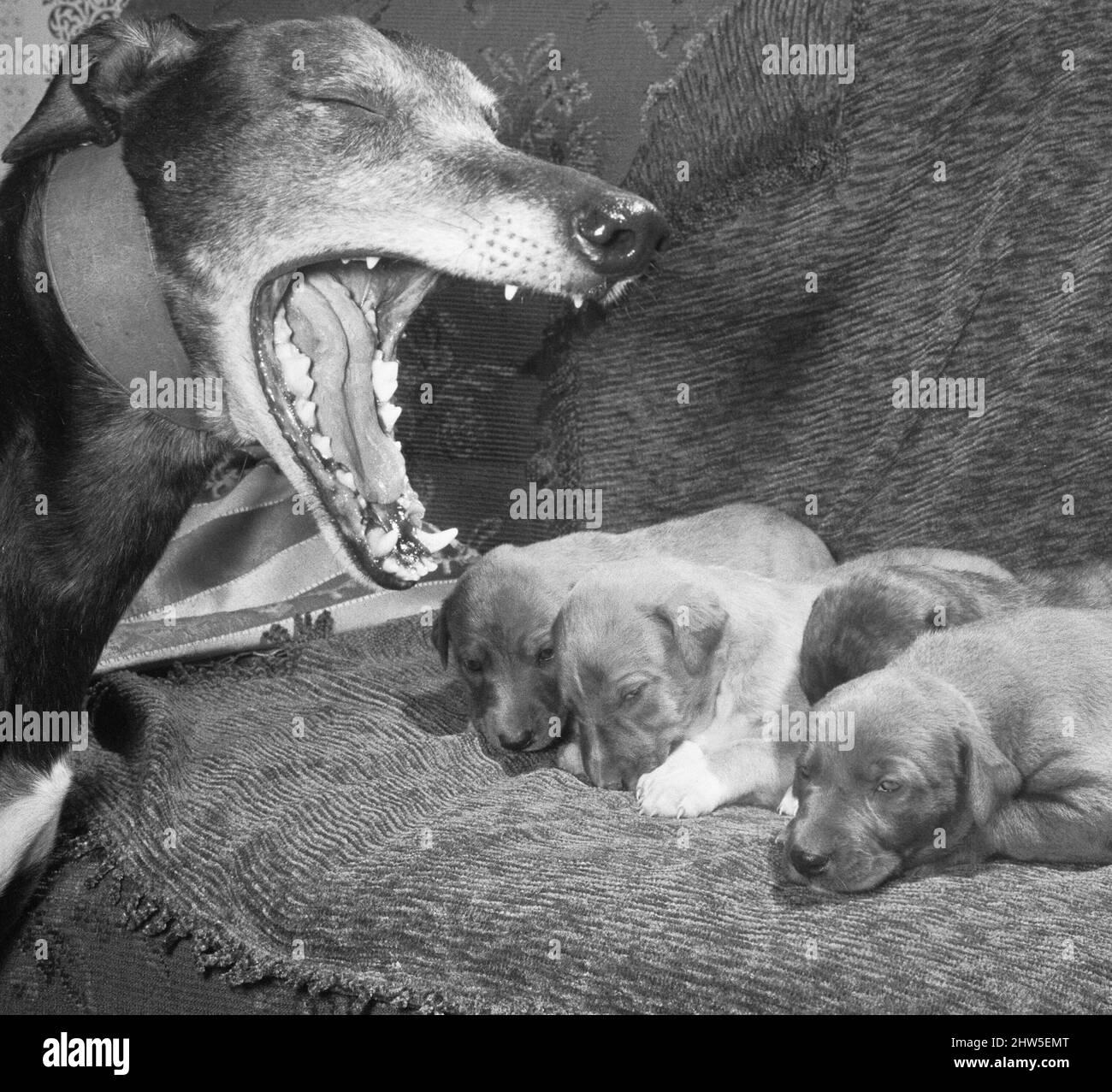 Retirement can be such a yawn. Especially when you were  once a top dog, like Hi Joe. After all, what thrill is there in seeing four of your kids when you have only to close your eyes to recapture the roar of the race crowds. And there was also that big ' kidnap ' hunt throughout 1965, when Hi Joe, the wonder greyhound. made headlines in Britain and America. and was missing for 13 months. So what else could anyone expect yesterday when his former trainer Noreen Collin took him to the kennels of Mr. Tim Petts, at Waltham Abbev Essex  The champion dog was shown the four puppies for the first tim Stock Photo