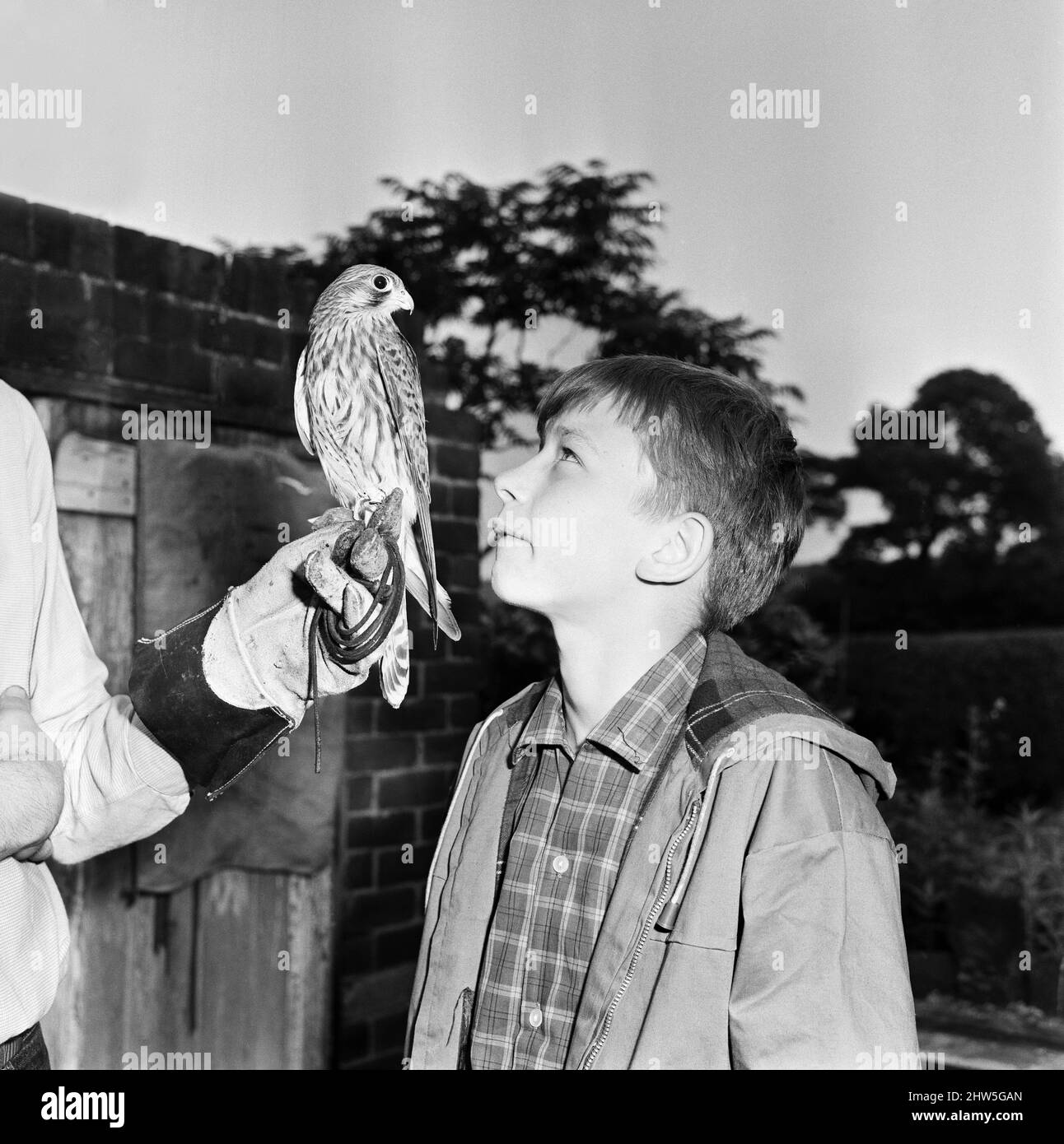 David Bradley, (aged 14) playing the part of Billy Casper, pictured with his Kestral, on the film set of the film Kes. Kes is a 1969 release drama film directed by Ken Loach and produced by Tony Garnett. The film is based on the 1968 novel A Kestrel for a Knave, written by the Barnsley-born author Barry Hines. The film is ranked seventh in the British Film Institute's Top Ten (British) Films and among the top ten in its list of the 50 films you should see by the age of 14.     The film was shot on location around Barnsley, Yorkshire, including St. Helens School, Athersley South, later renamed Stock Photo